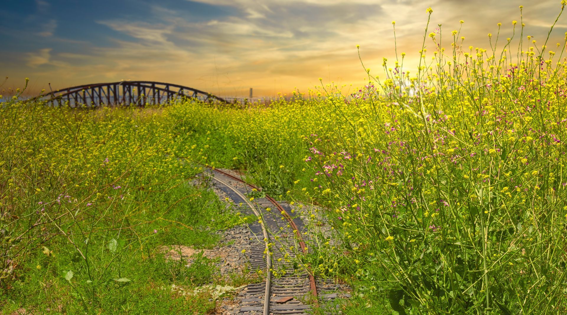 field of wild flowers