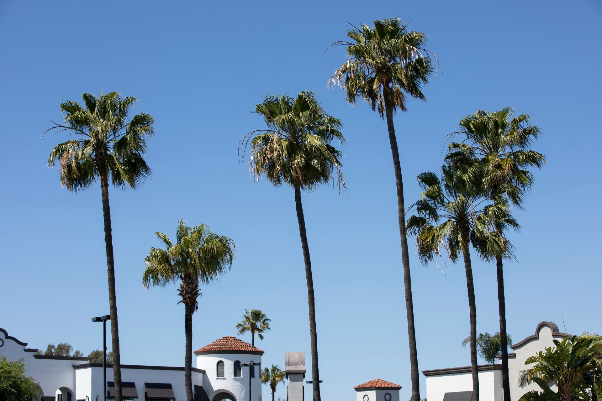 palm trees against blue sky