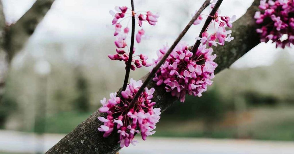 Why Rockville Maryland: Beautiful Nature in Rockville