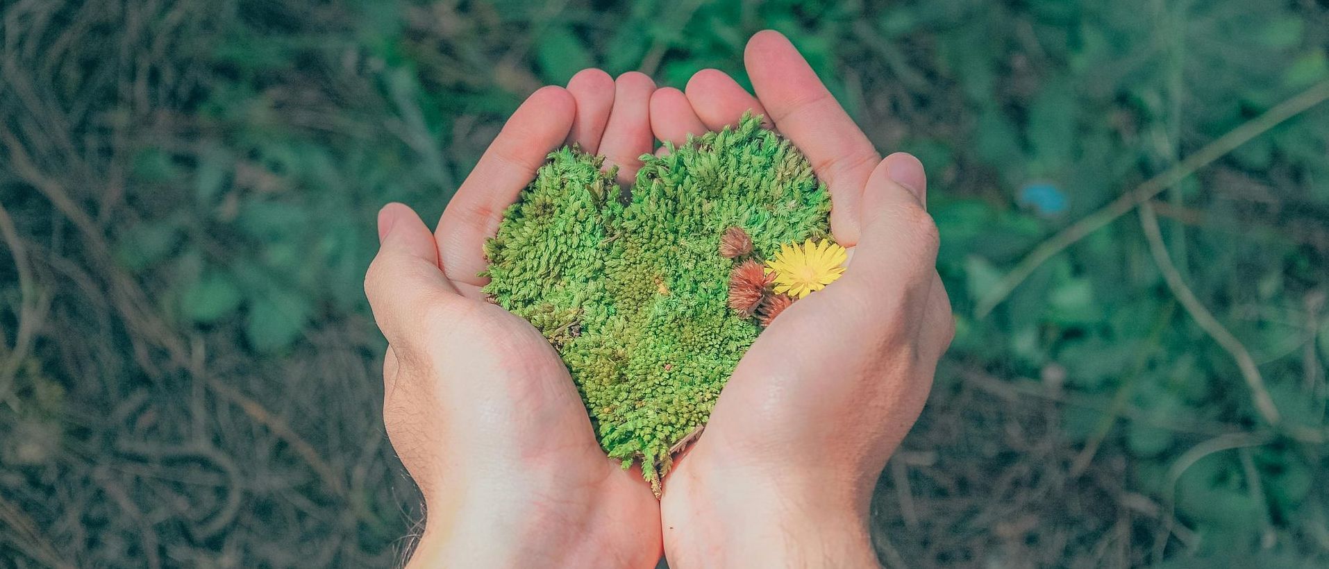 Hands gently holding a heart-shaped patch of moss with small flowers, symbolizing care, growth, and the importance of nurturing mental health.