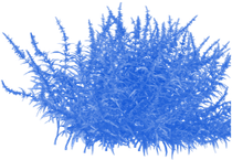 Blue feathery abstract plant or coral-like cluster on a white background