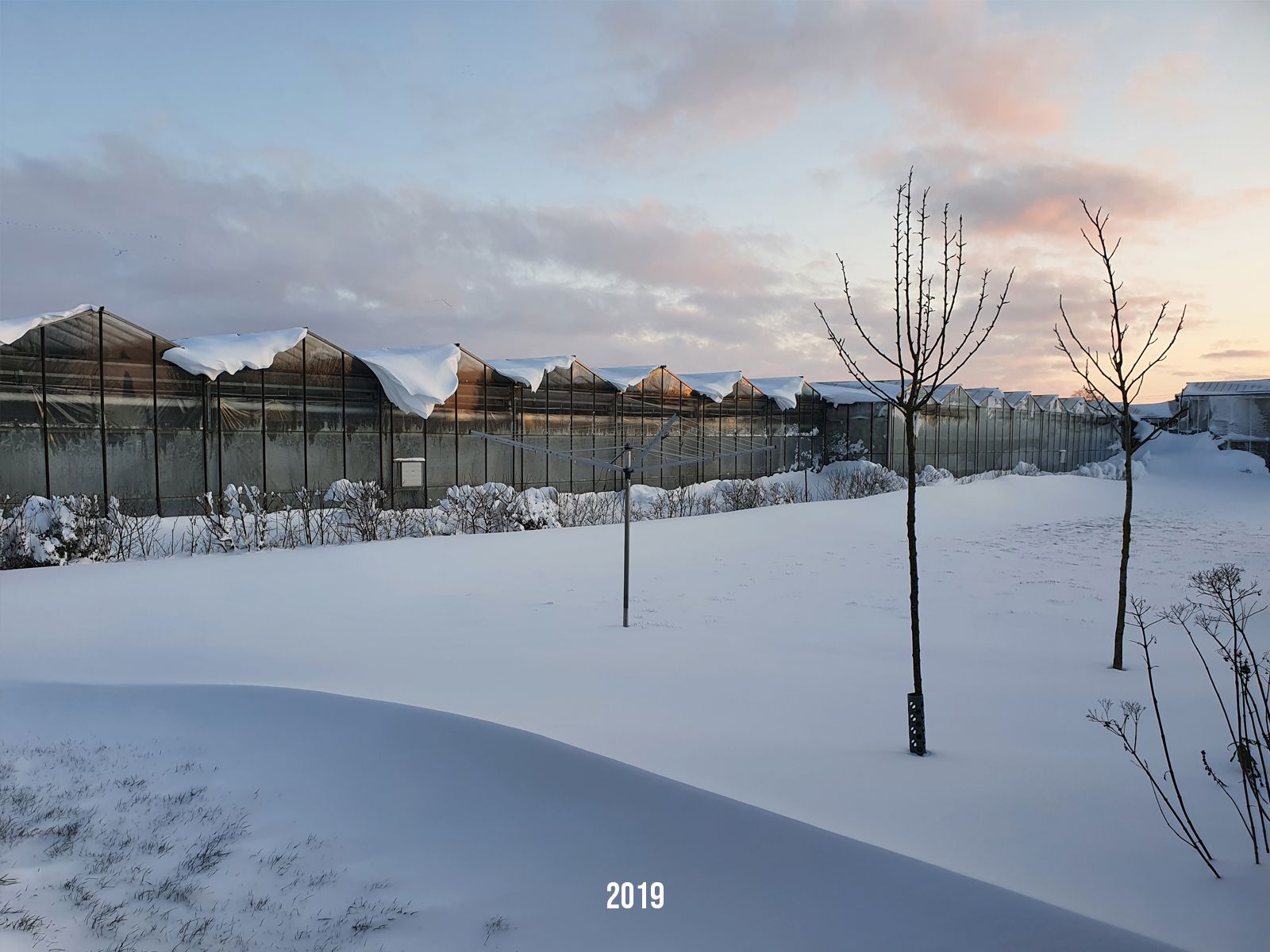 Een met sneeuw bedekt landschap met een lang gebouw onder een pastelkleurige hemel. Jonge bomen op de voorgrond.