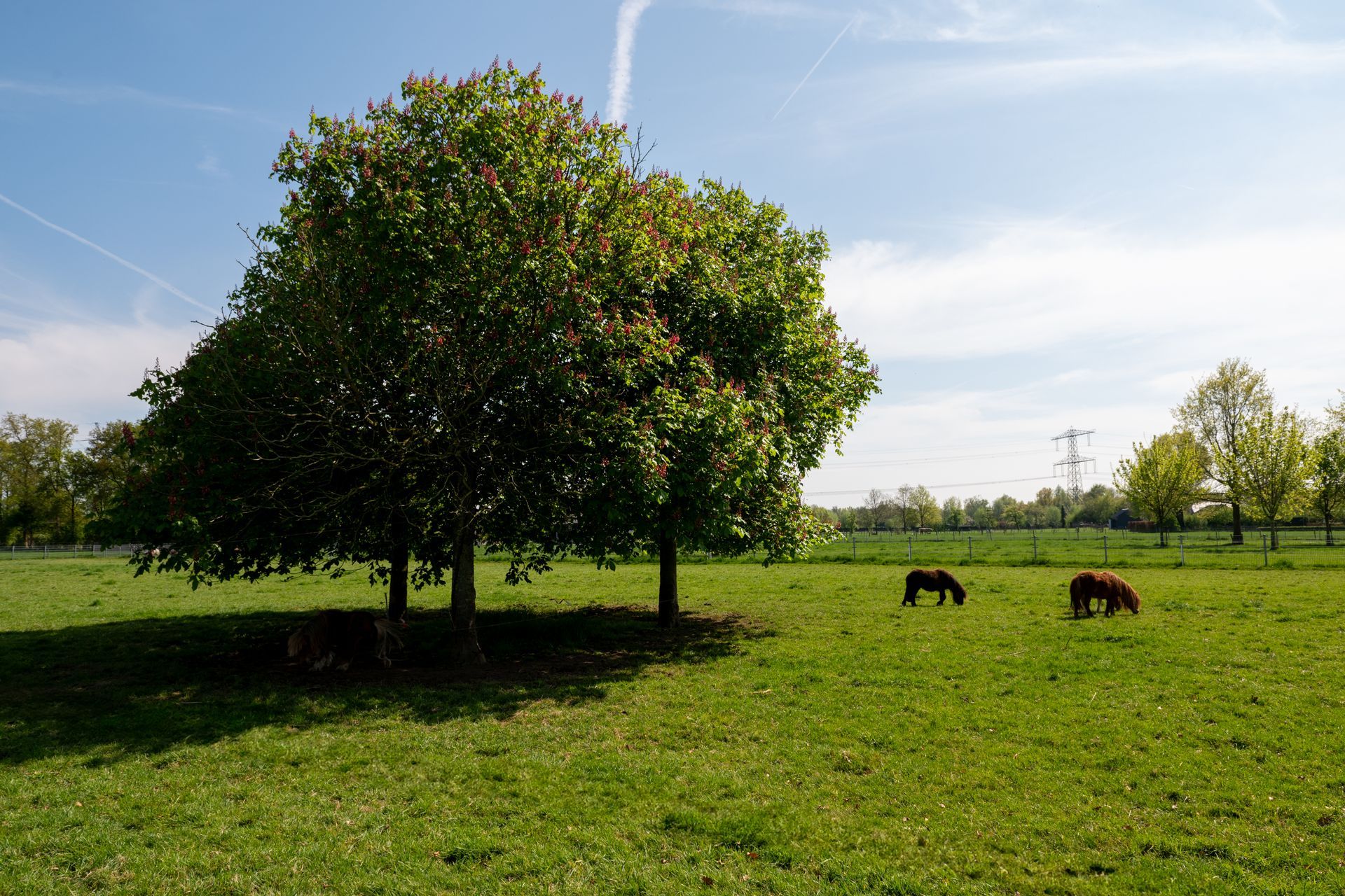 Op een zonnige dag grazen drie paarden in een grasveld onder een boom met veel bladeren.