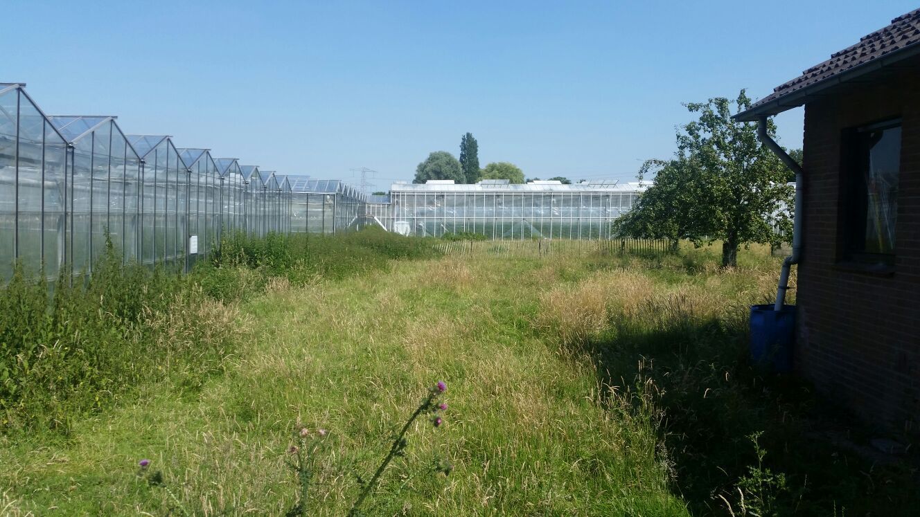 Een overwoekerd veld met kassen en een gebouw op een zonnige dag.