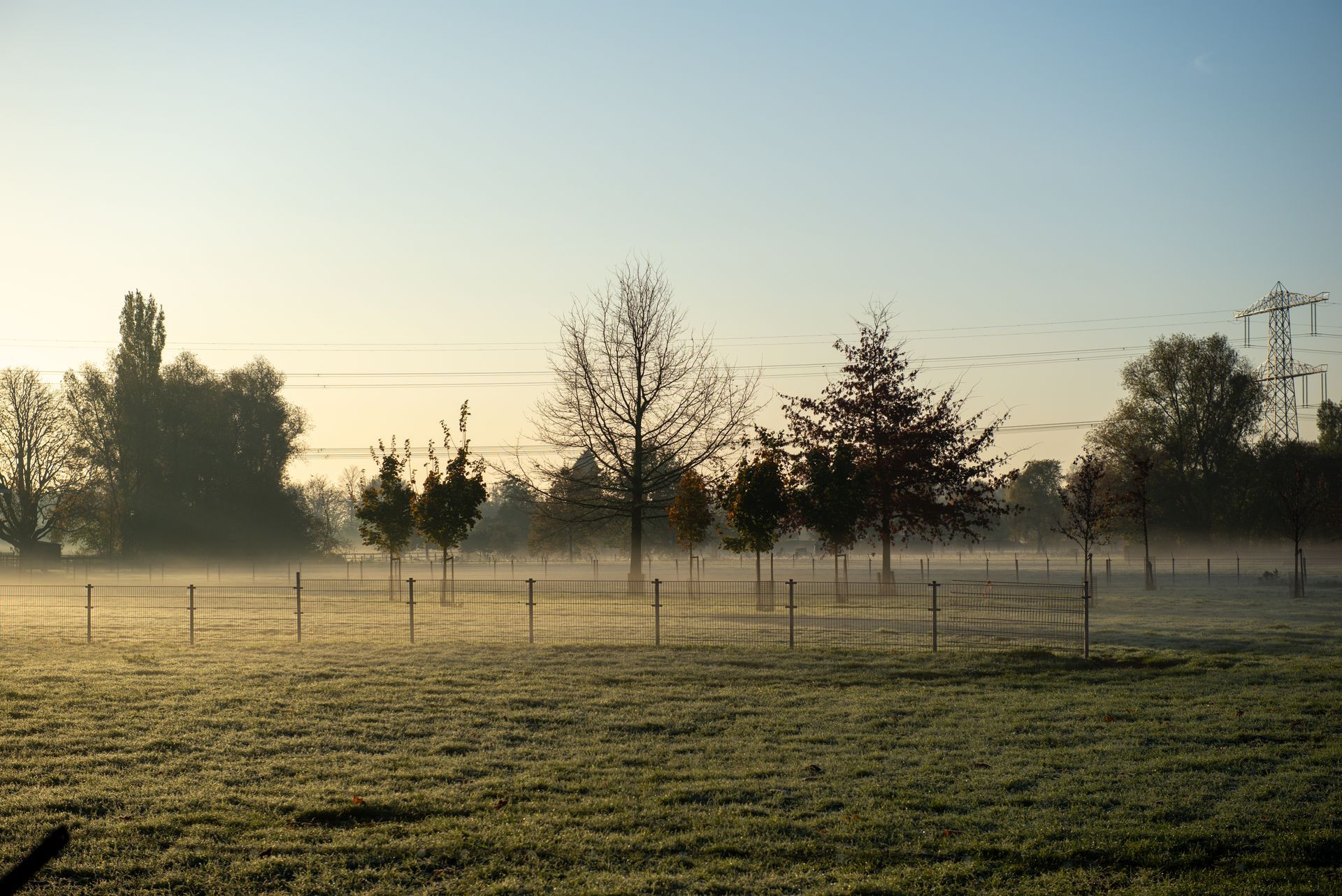 Een met mist bedekt veld bij zonsopgang, met bomen en een hek.