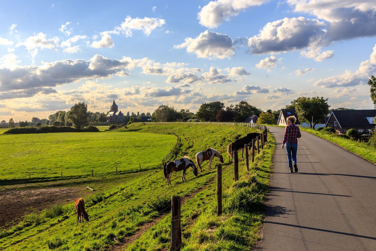 Een persoon loopt over een weg naast een met gras begroeide heuvel waar verschillende paarden grazen onder een bewolkte blauwe hemel.
