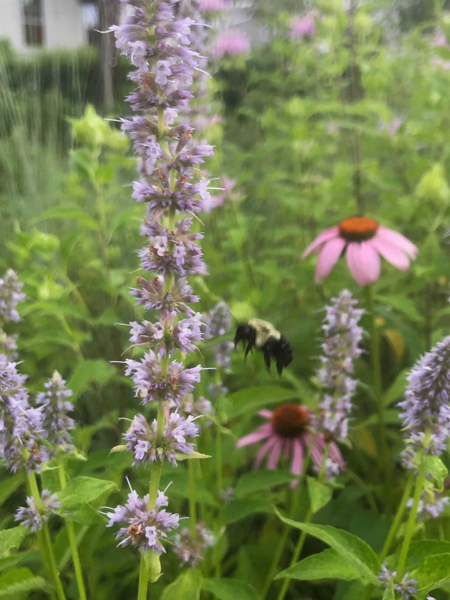 Ecological gardening / Native Plants