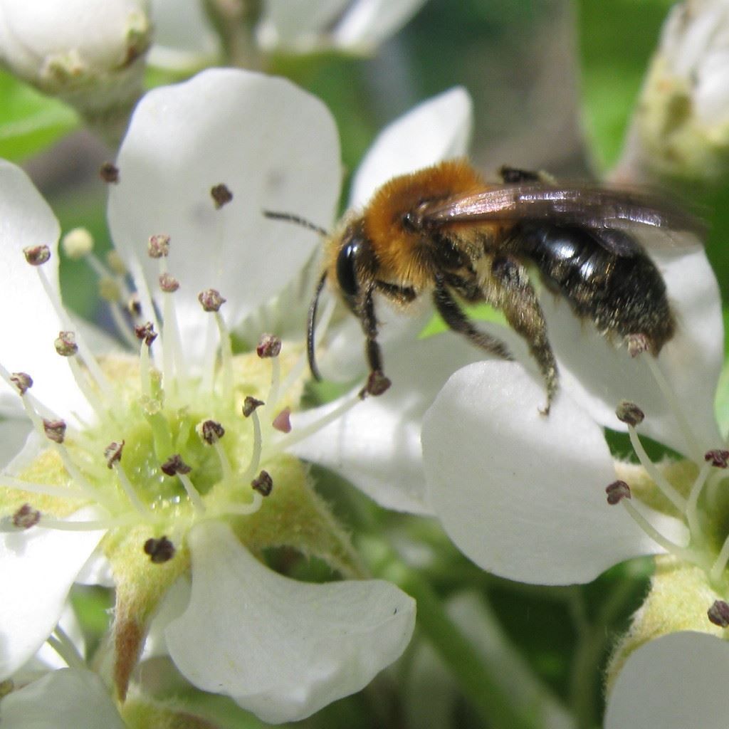 Bee collecting nectar from white blossoms in a close-up garden scene