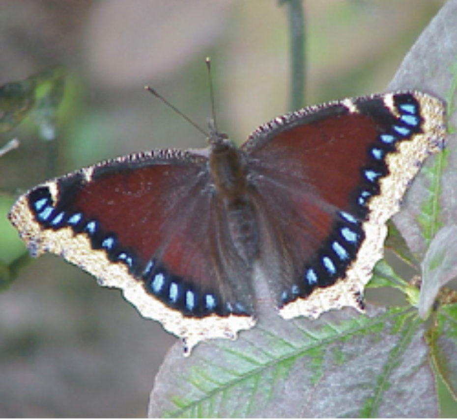A mourning cloak butterfly (Nymphalis antiopa)