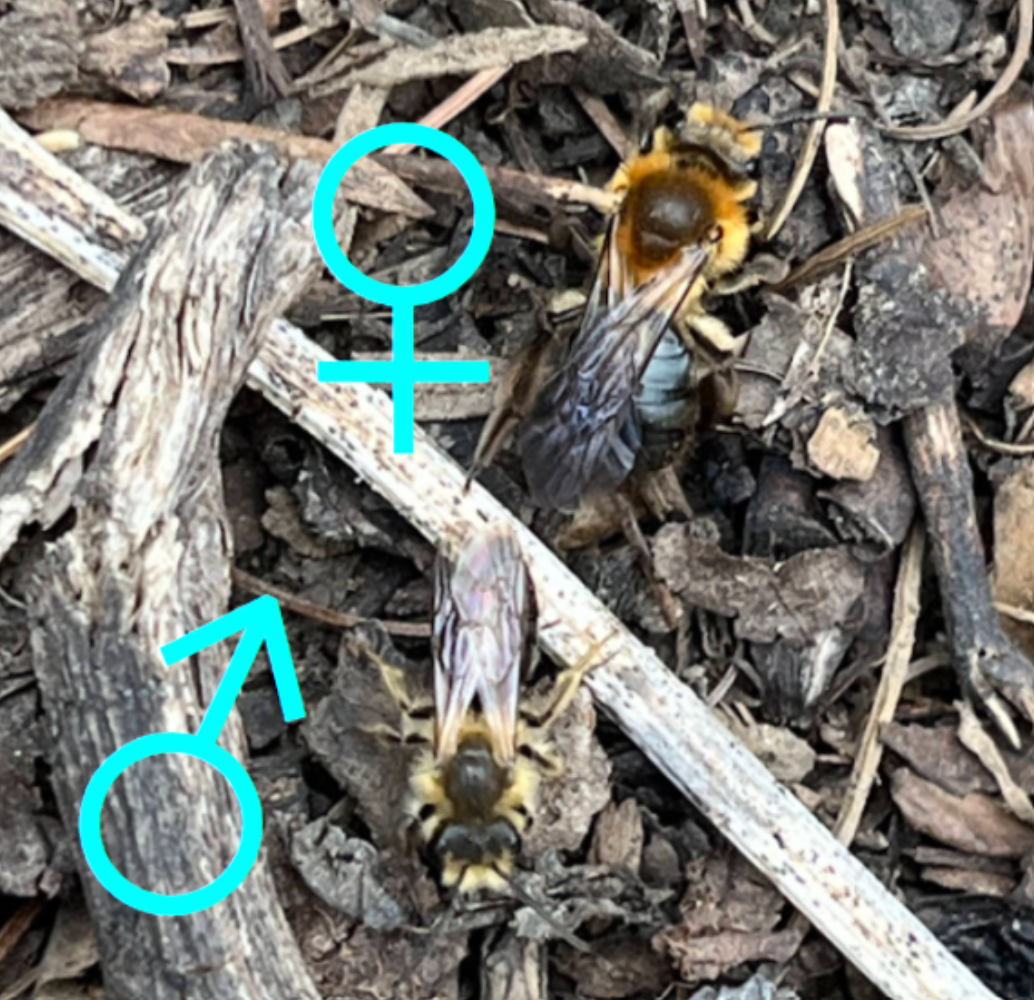 Female and male Dunning's miner bees