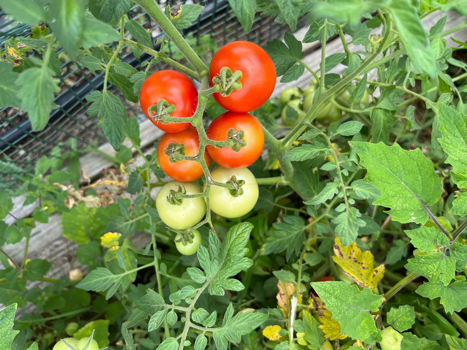 Vegetable Gardening
