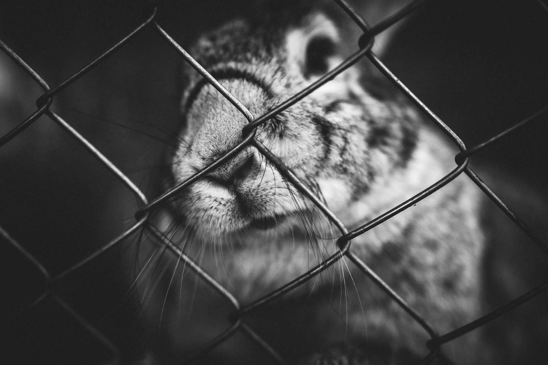 Raccoon behind a fence