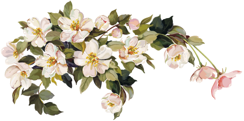 White Flower