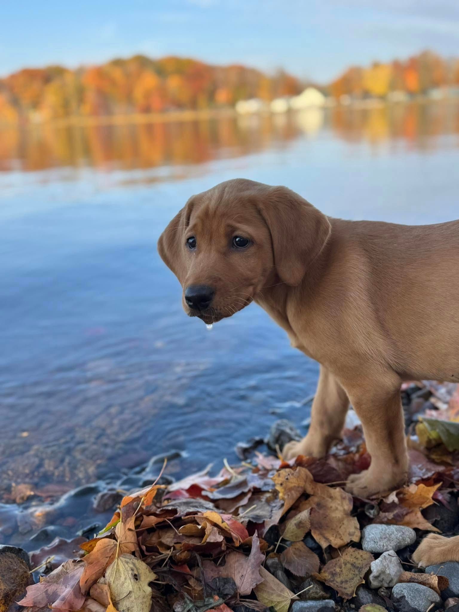 Brown puppy stands on a shoreline with fall leaves, overlooking a lake with colorful autumn trees.