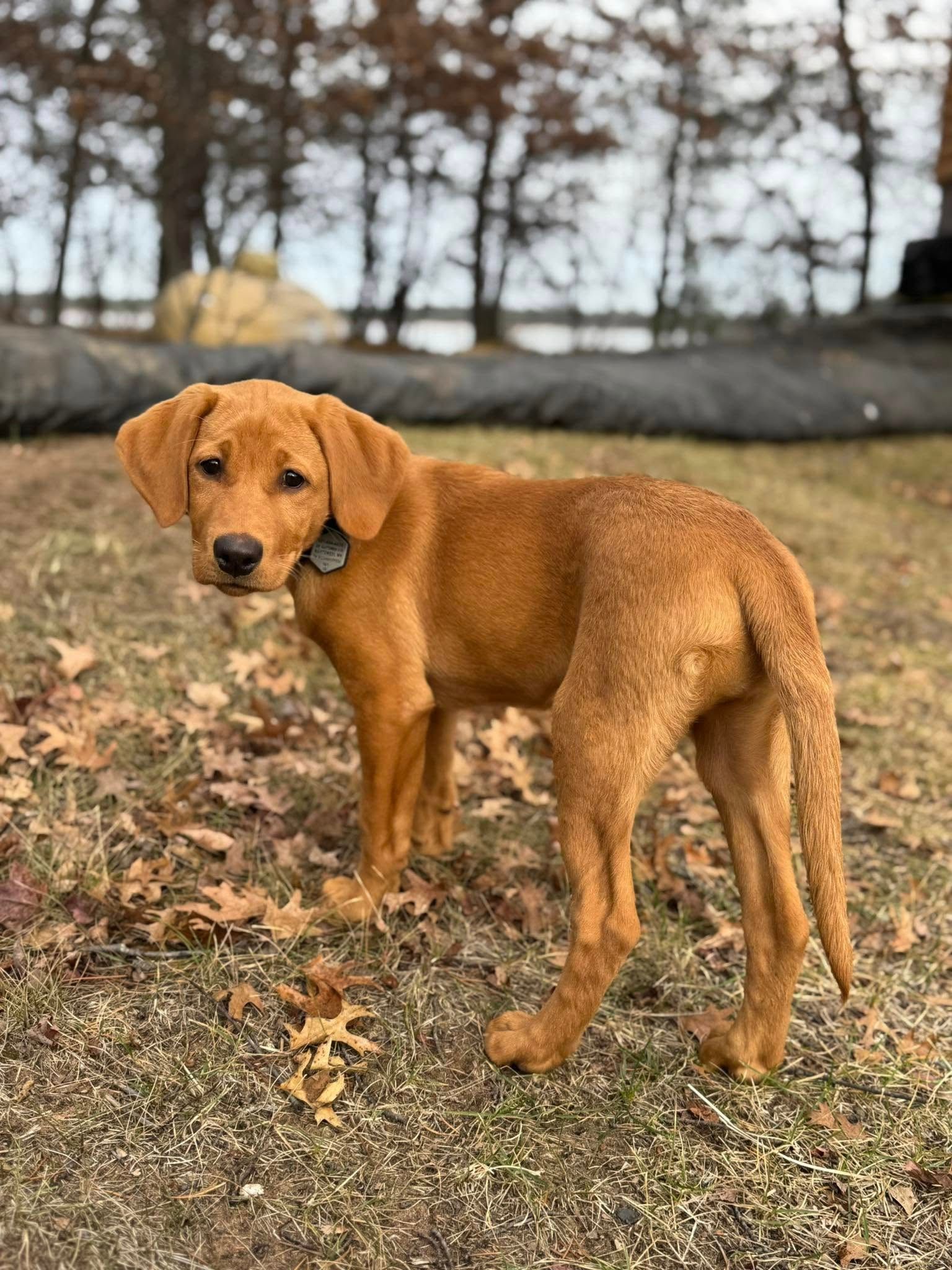 Golden-colored dog standing on grassy ground with fall leaves. Dog looks at the camera, trees in background.