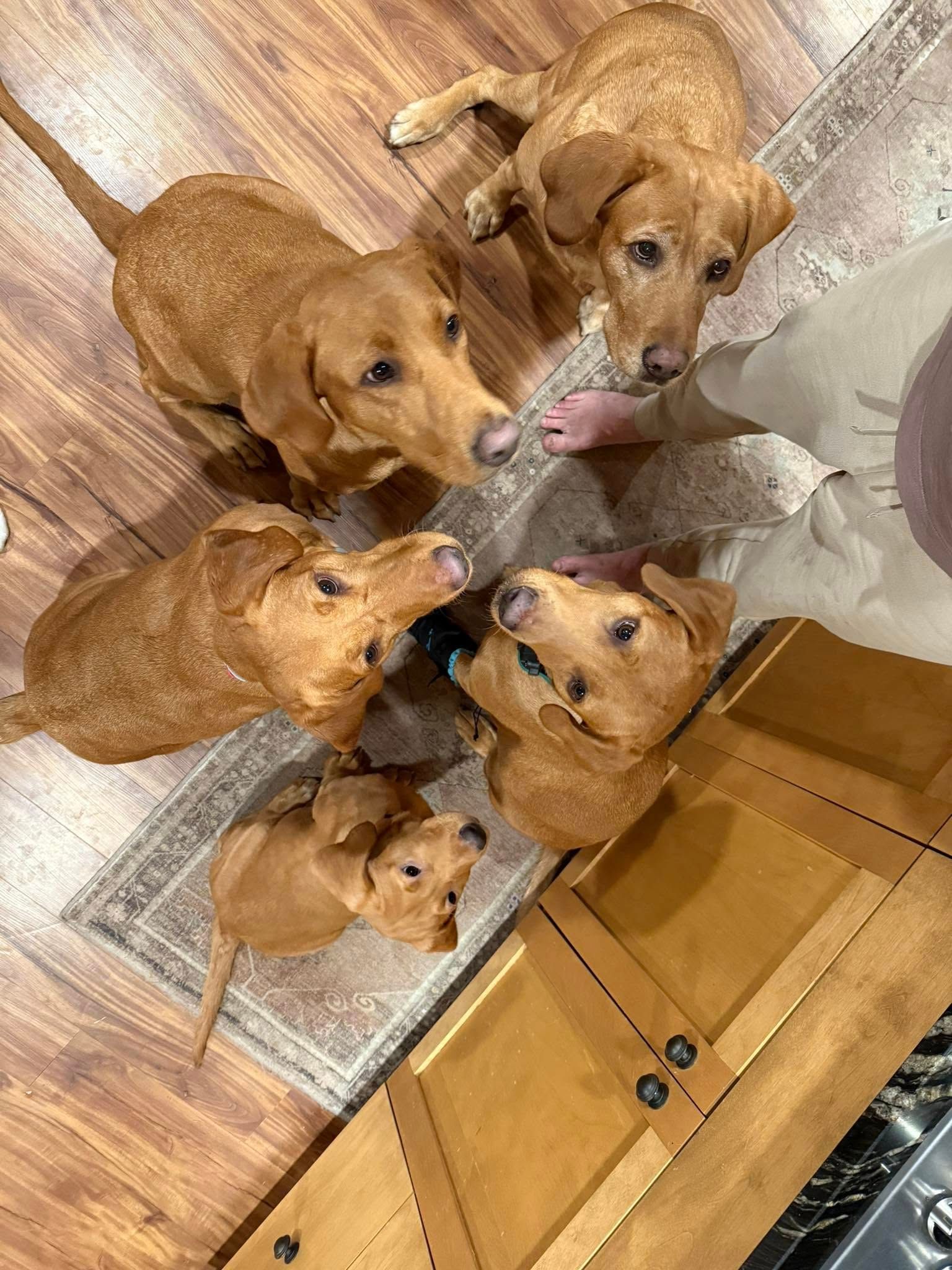 Five golden dogs looking up at a person's foot near a wooden cabinet and rug.