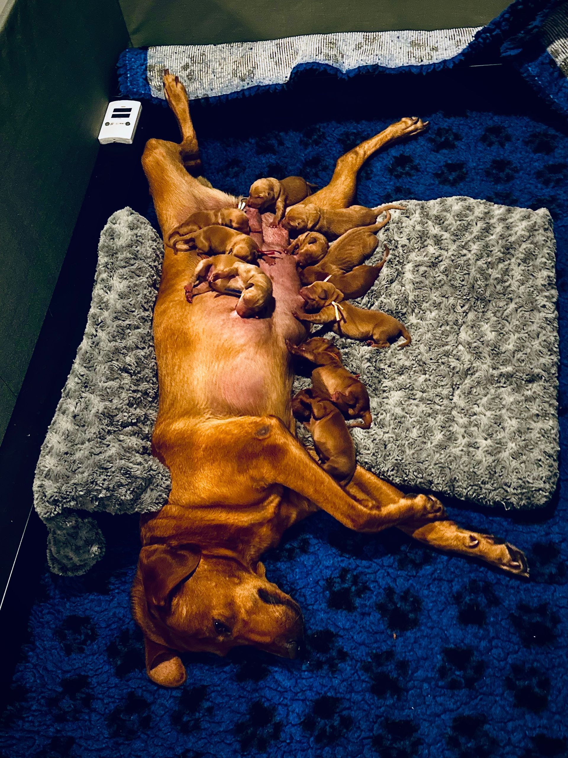 Dog lying on its back with many nursing puppies on a blue surface.
