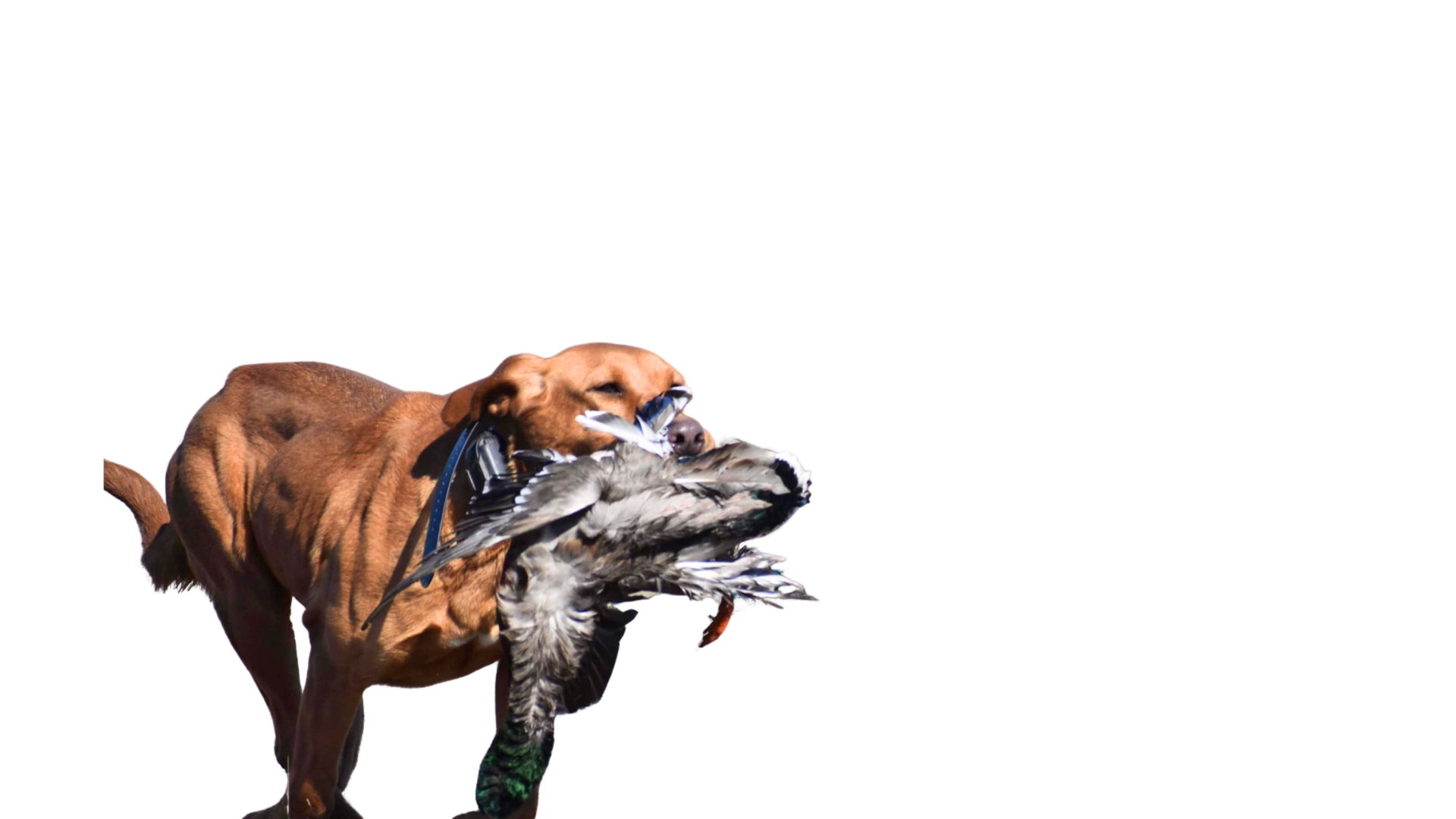 Dog running with a duck in its mouth, brown fur, white background.