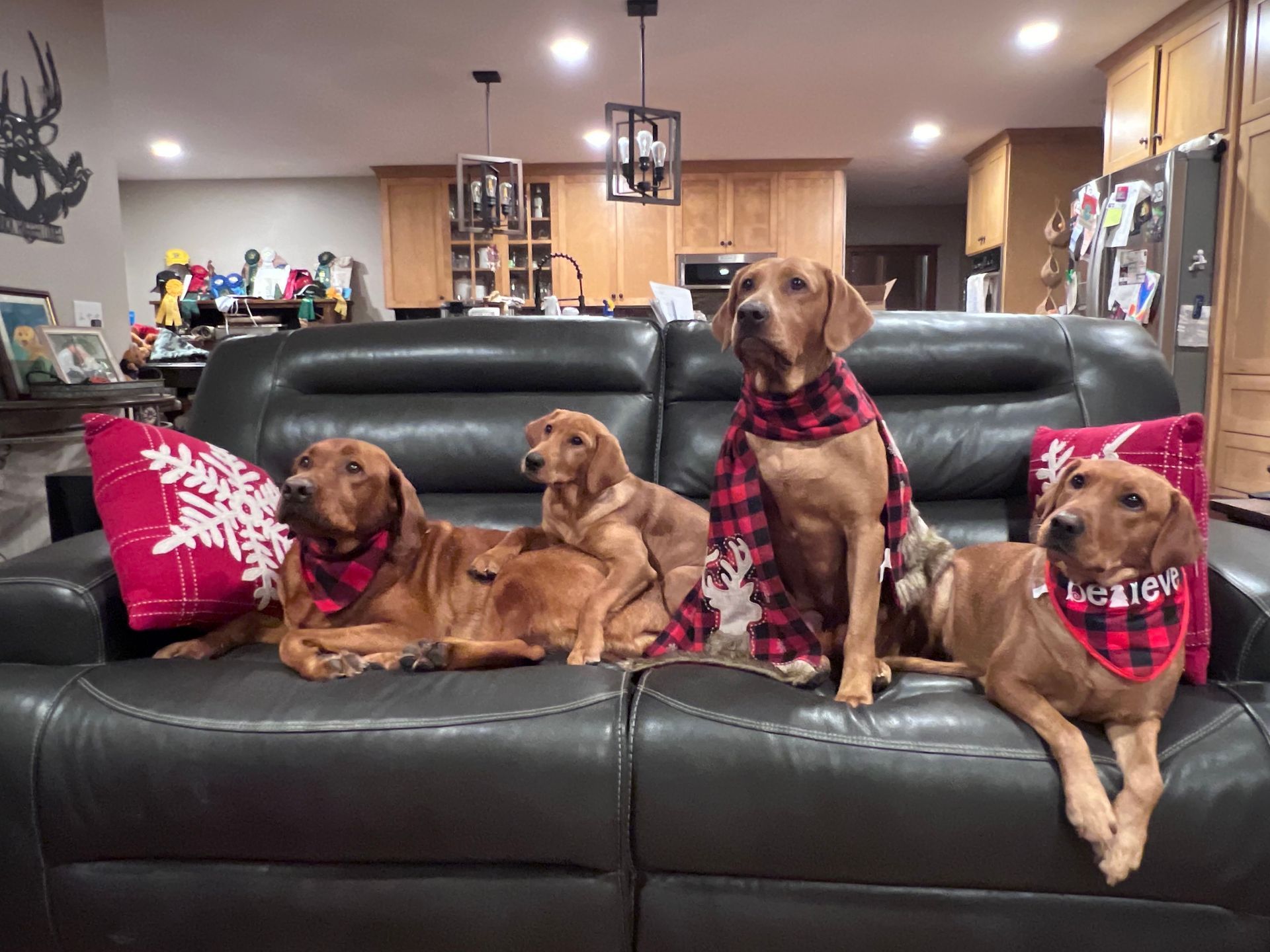 Four dogs in red plaid scarves and bandanas on a black couch in a living room.