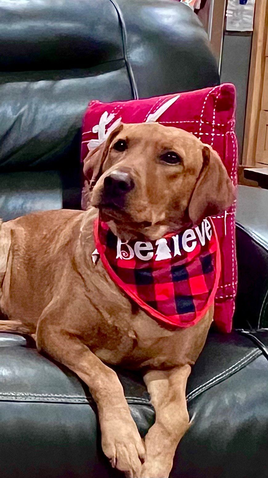 Dog wearing a
