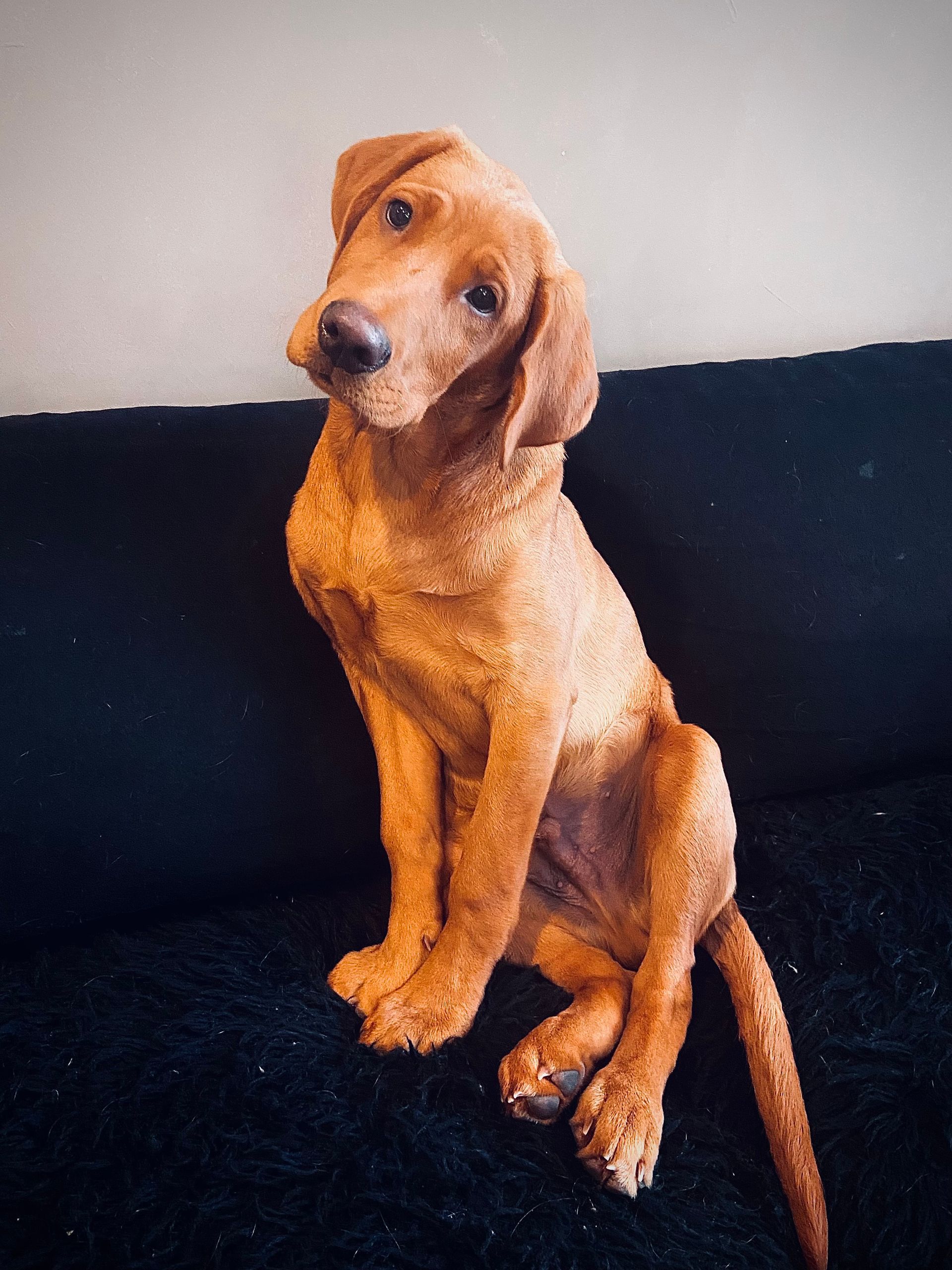 Golden-brown dog sitting on black couch, tilting head.