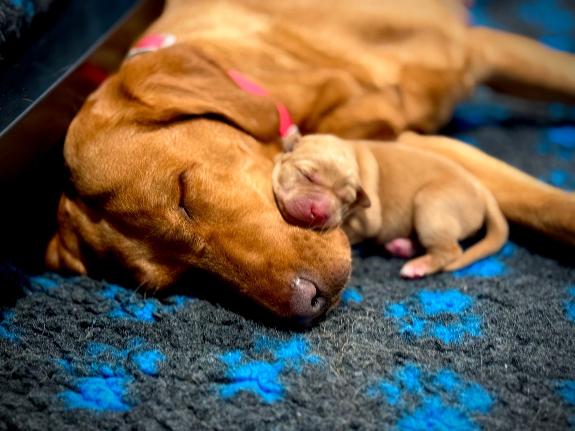 Brown dog and puppy sleeping closely together on a blue and gray mat.