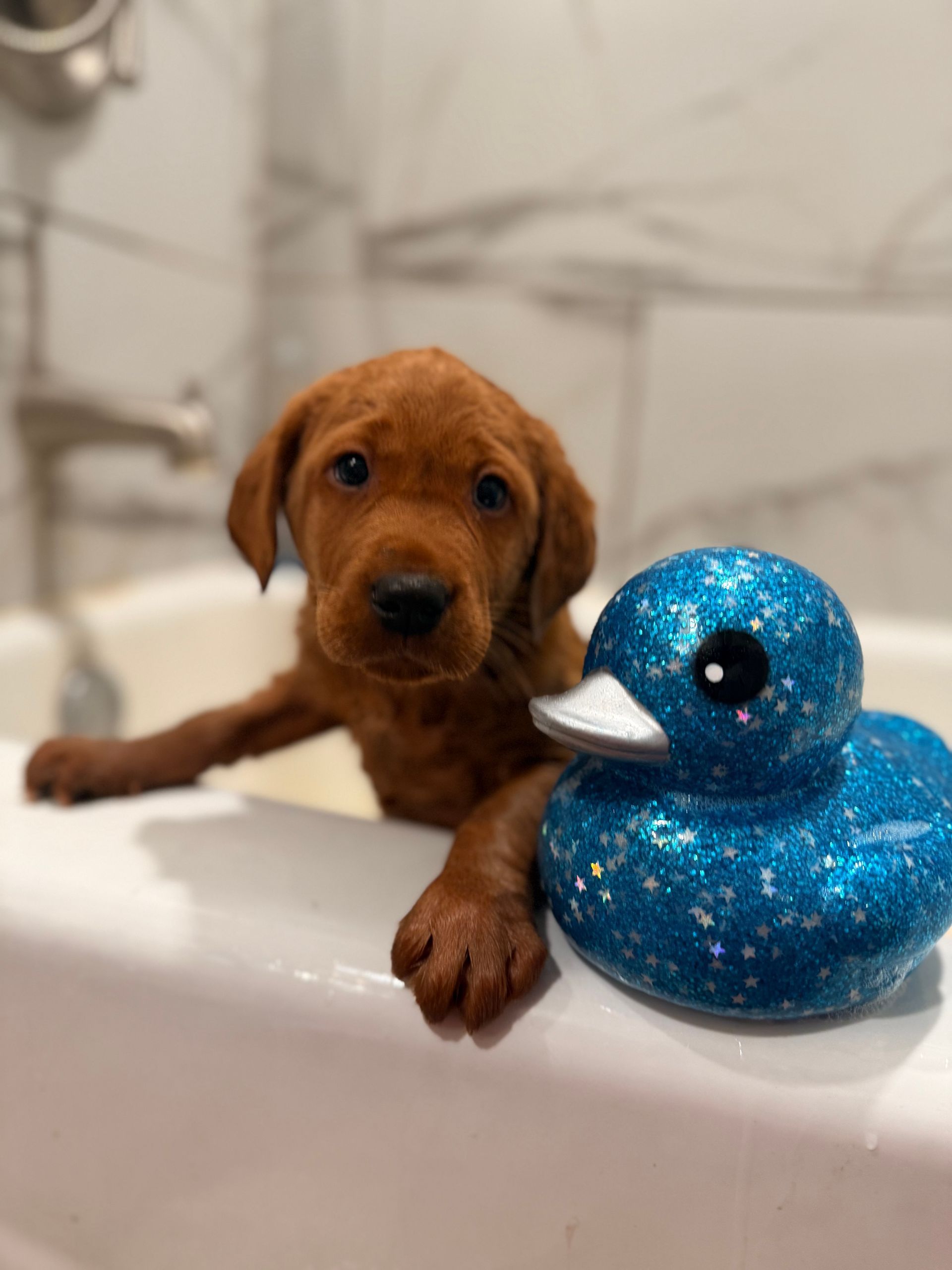 Reddish-brown puppy in a bathtub with a blue glittery rubber duck.