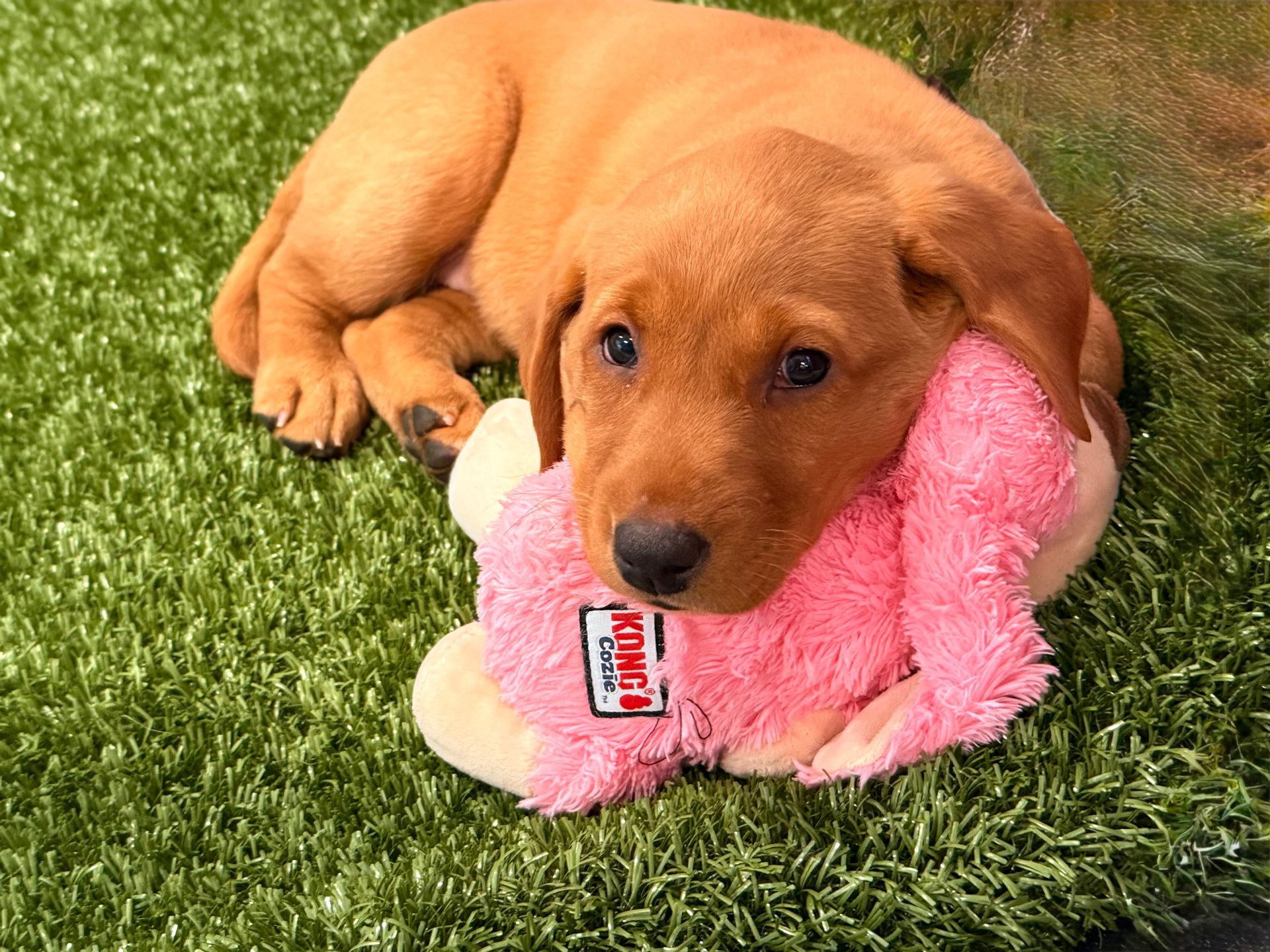 Brown puppy lying on green grass, snuggling a pink toy.