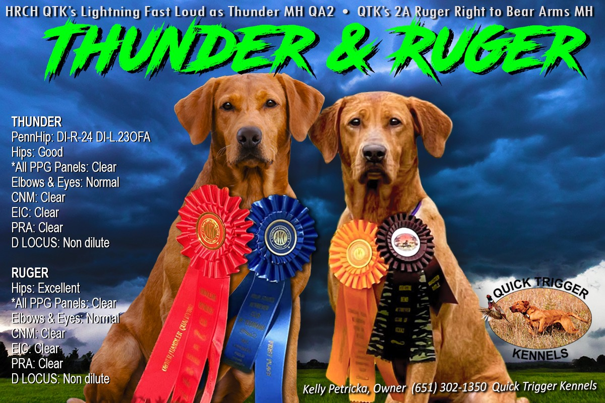Two golden retrievers with rosettes, 