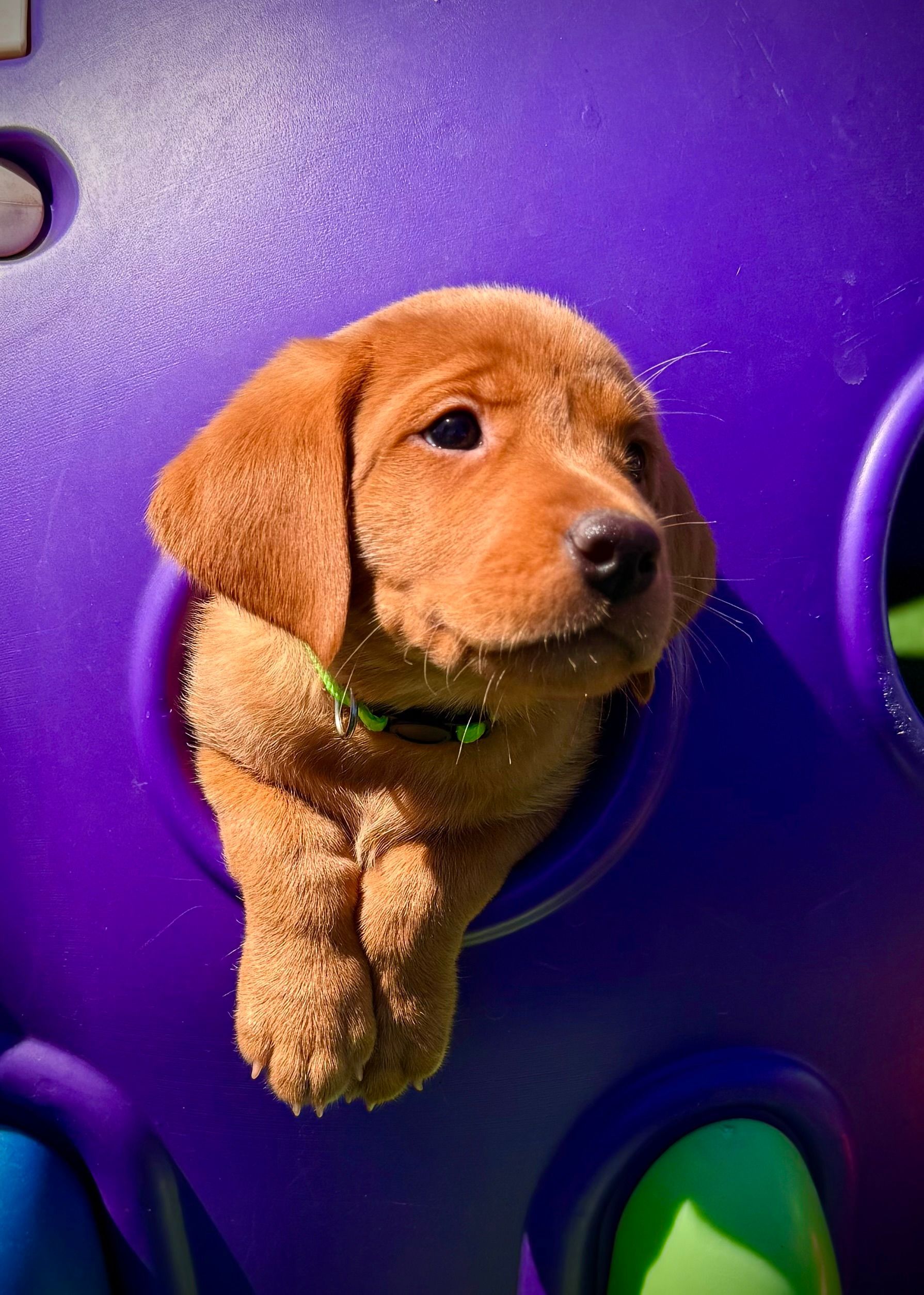 Golden puppy peeks through a purple play structure hole, wearing a green collar.