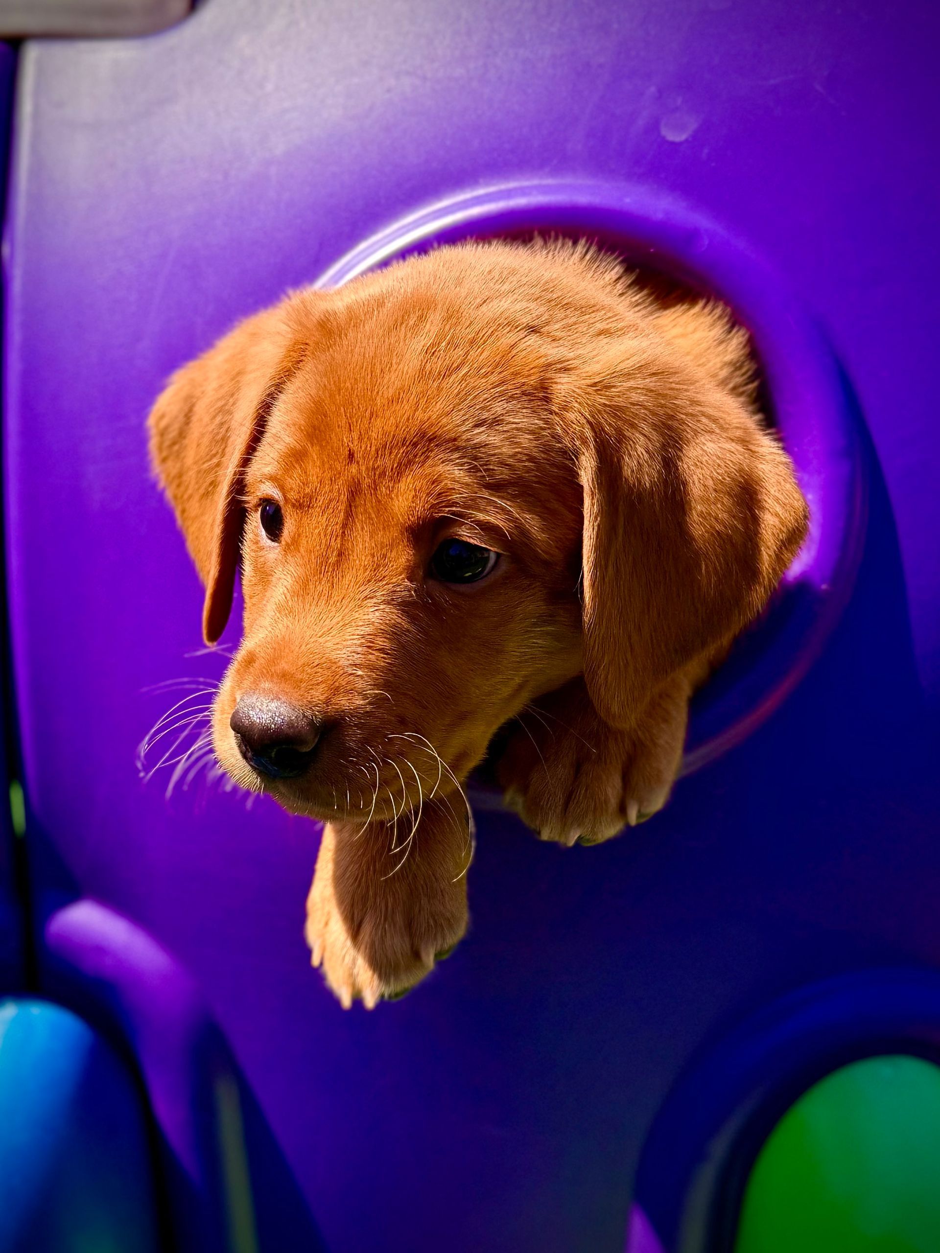 Brown puppy peeking from purple playground opening, playful expression.