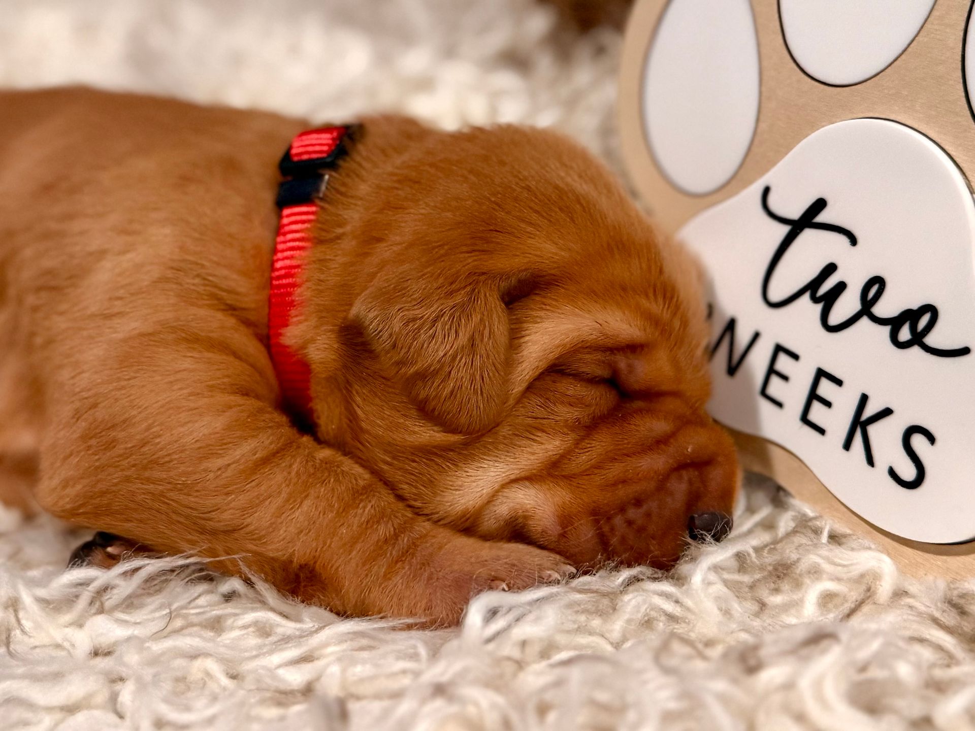 Sleeping reddish-brown puppy wearing a red collar, lying on white fluffy bedding, near a