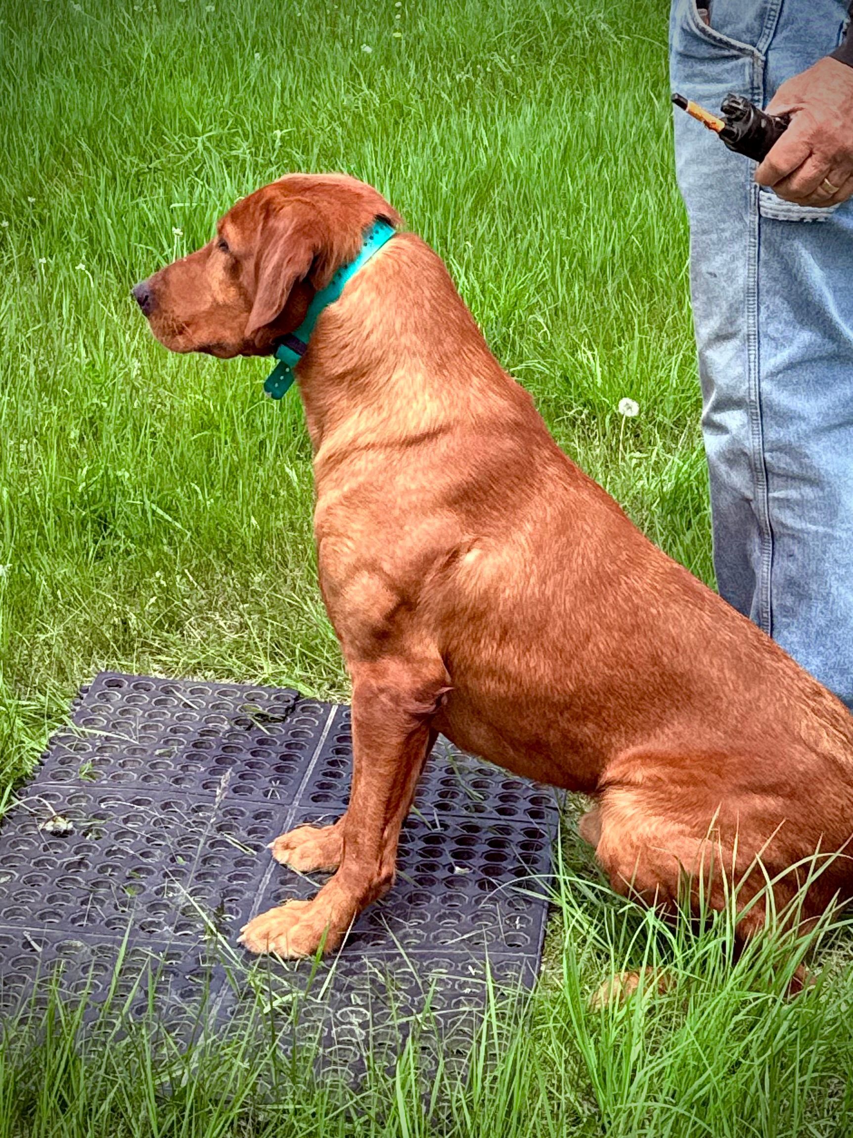 Red dog wearing a turquoise collar sits on a black mat in grass, next to a person's jeans and hand holding a black device.
