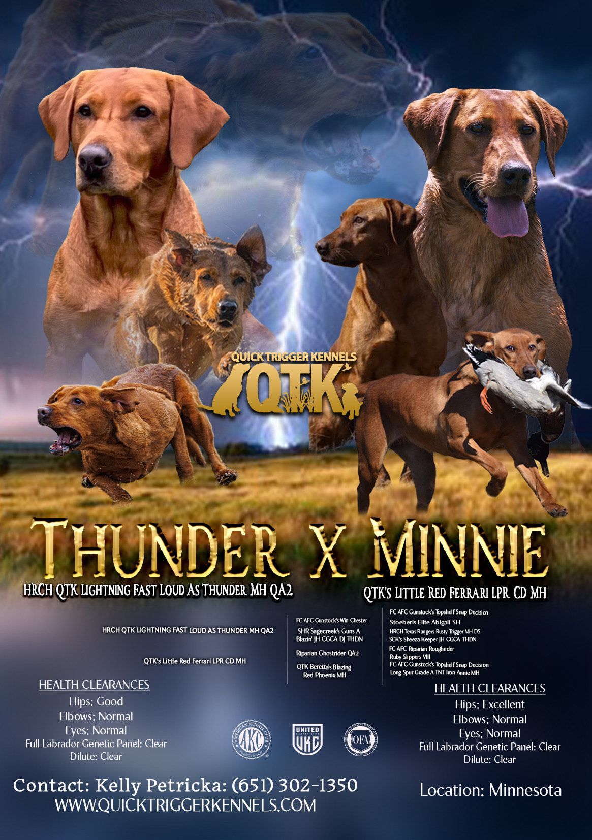 Dogs; advertisement for 