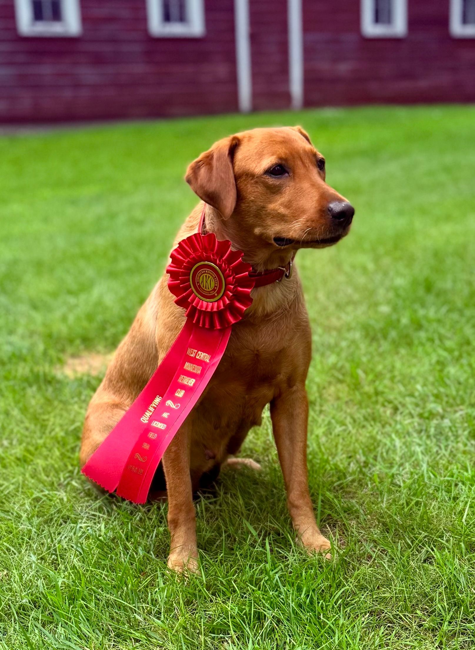 Fox-red Labrador retriever wearing a red award ribbon, sitting on green grass in front of a red barn.