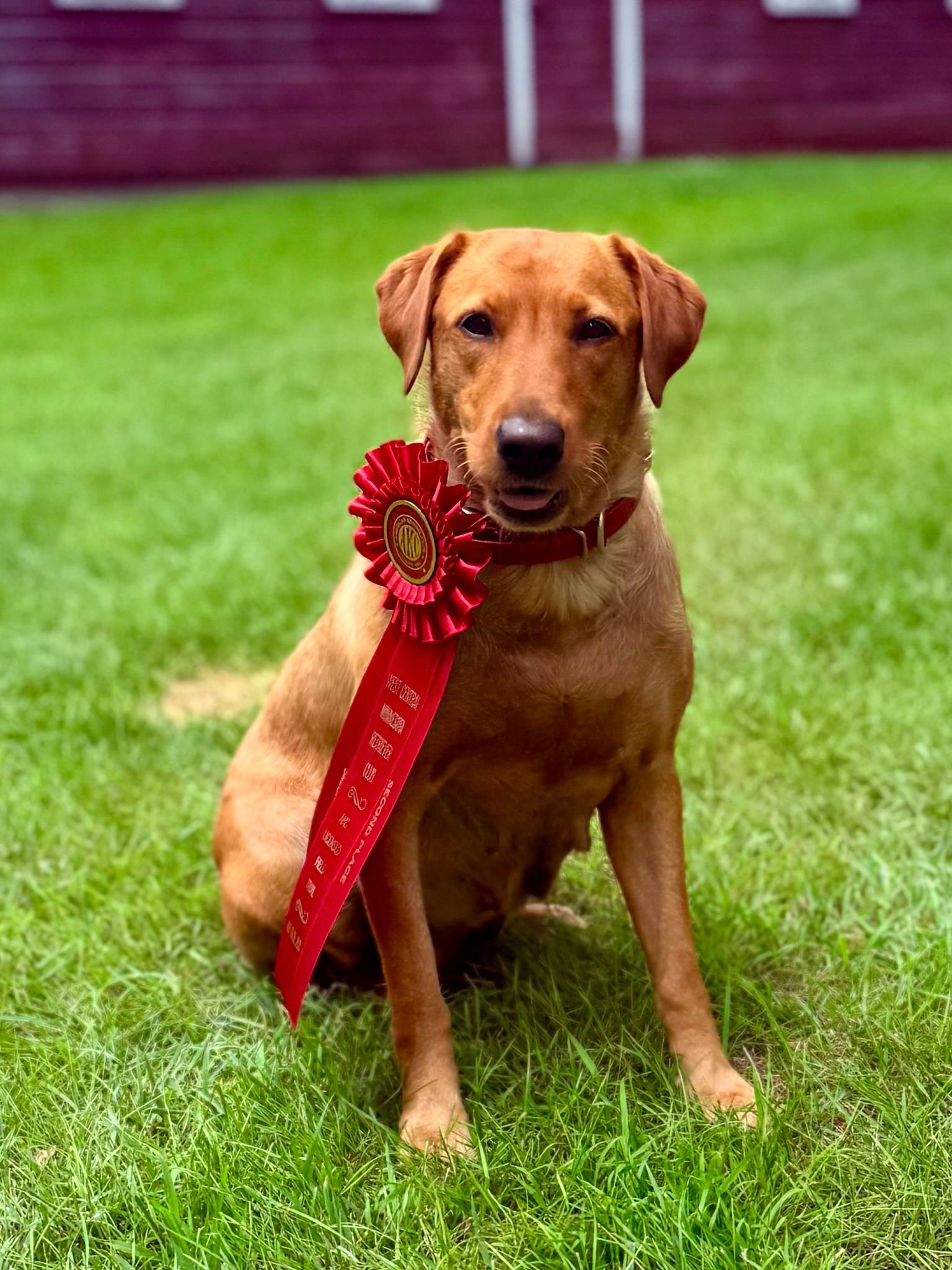 Fox-red Labrador Retriever with a red ribbon on green grass; red barn in background.