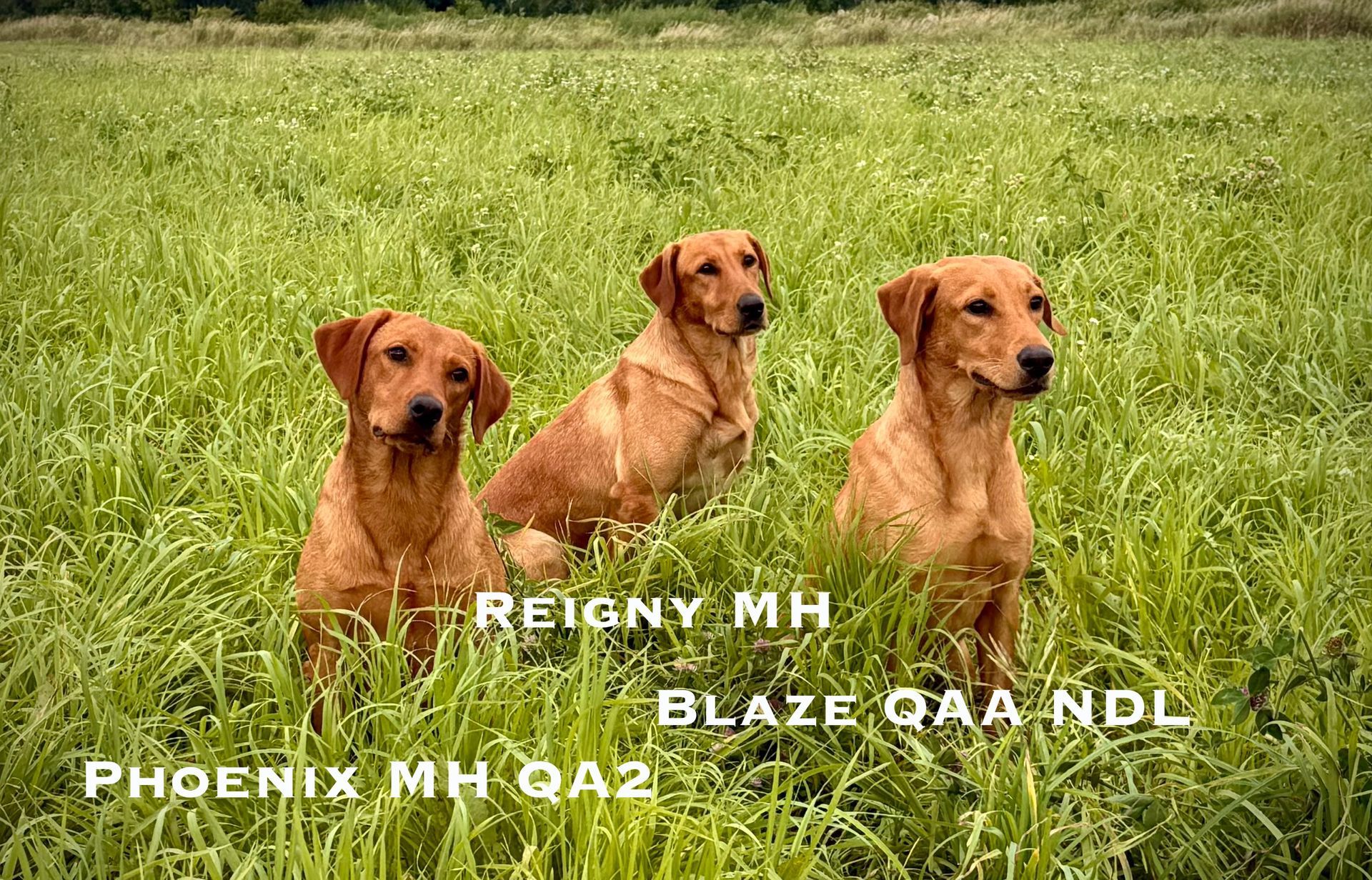 Three golden Labrador Retrievers in a grassy field. 
