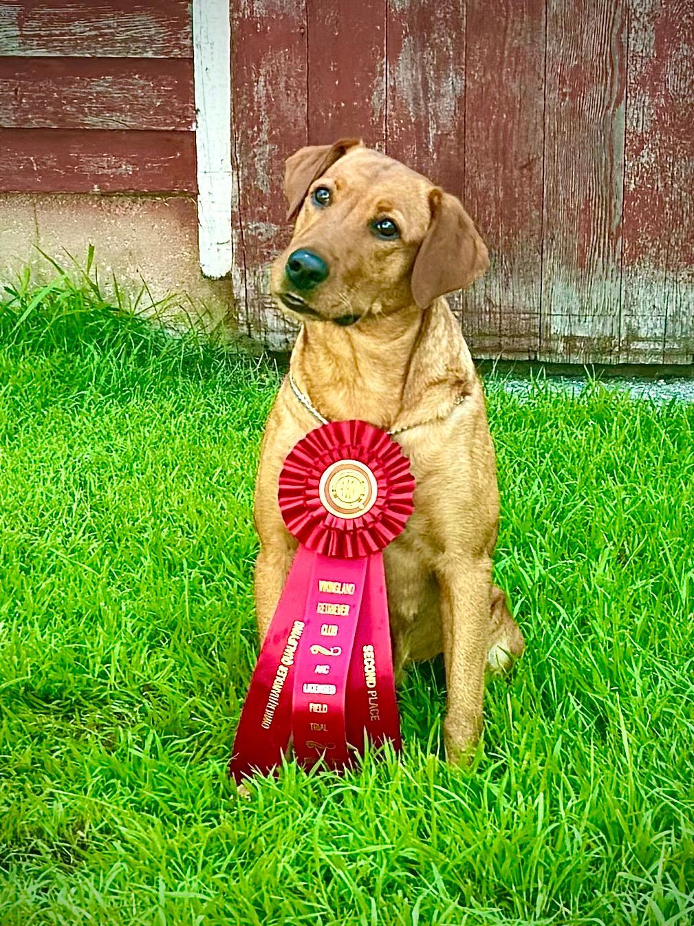 Dog with red ribbon sitting in green grass in front of a red barn.
