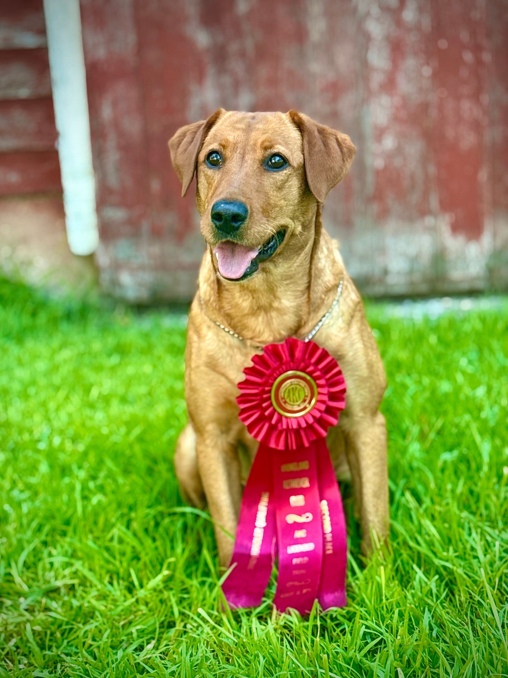 Brown dog sitting on green grass, wearing a red rosette in front of a red barn.