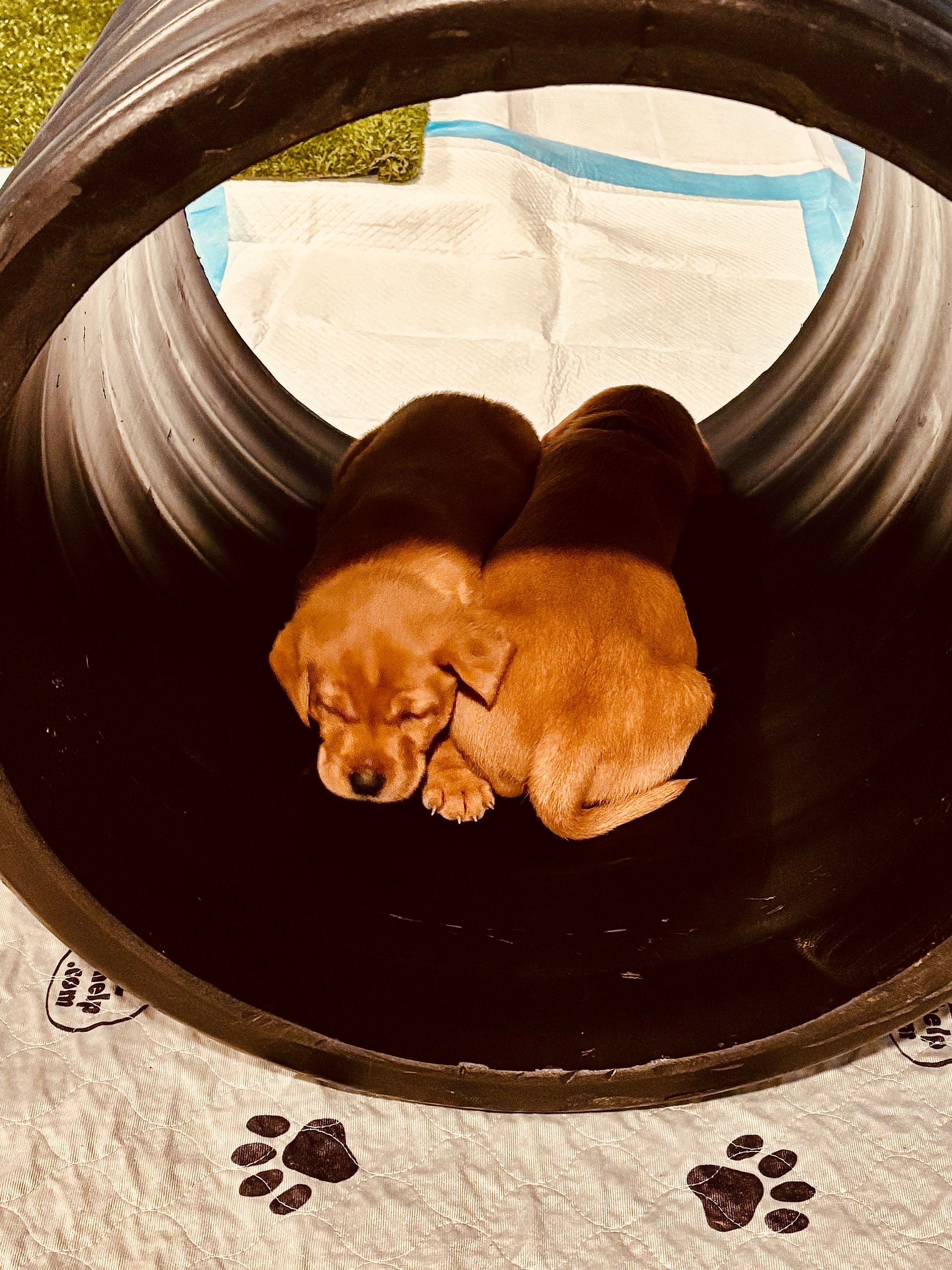 Two golden puppies curled up sleeping inside a dark tunnel.