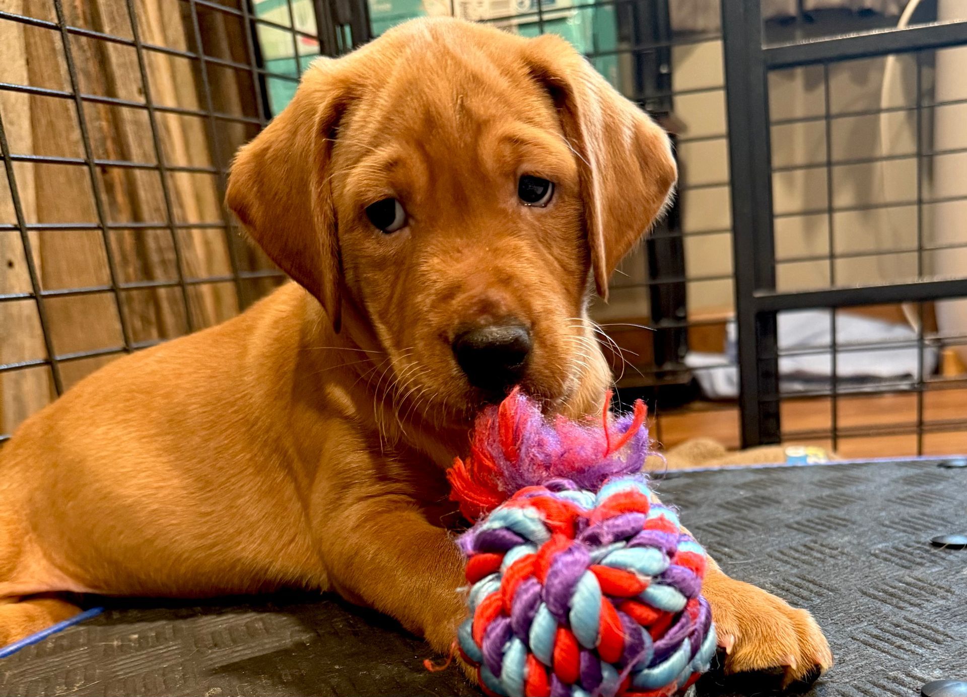 Golden puppy chewing on a colorful rope toy inside a cage.
