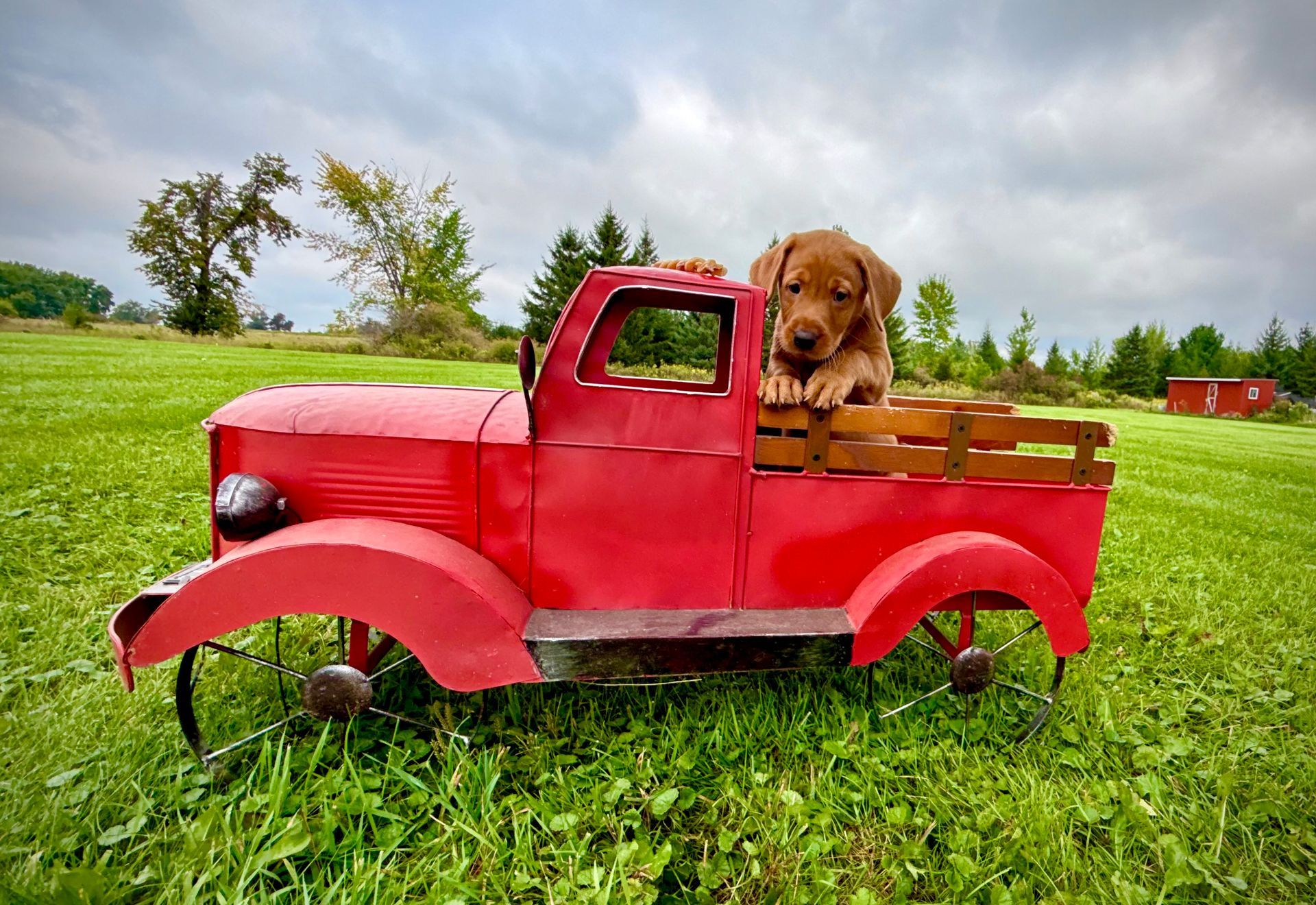 Brown puppy in a red toy truck on green grass, cloudy sky background.