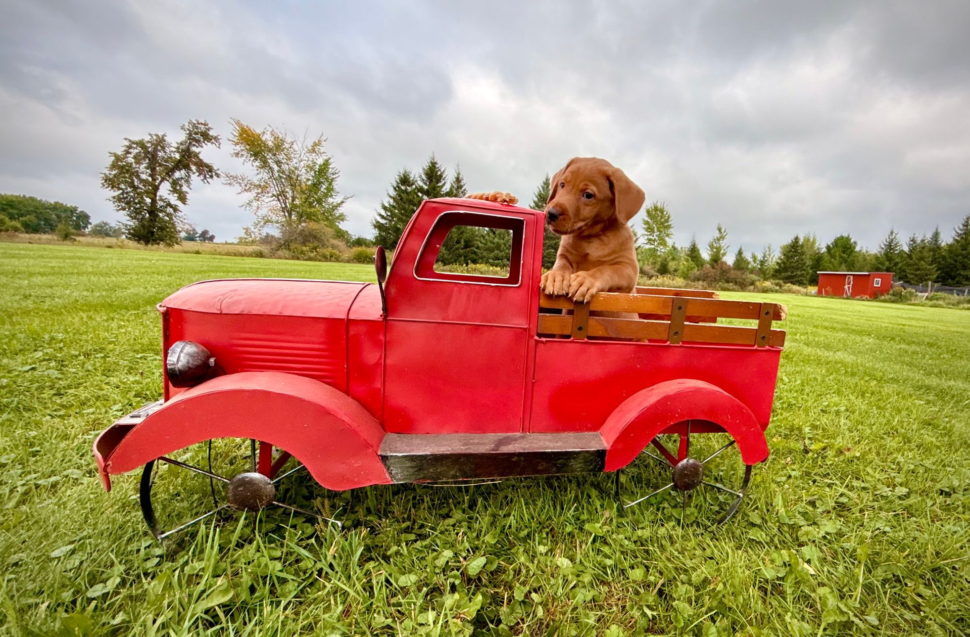 Puppy in red toy truck in grassy field.