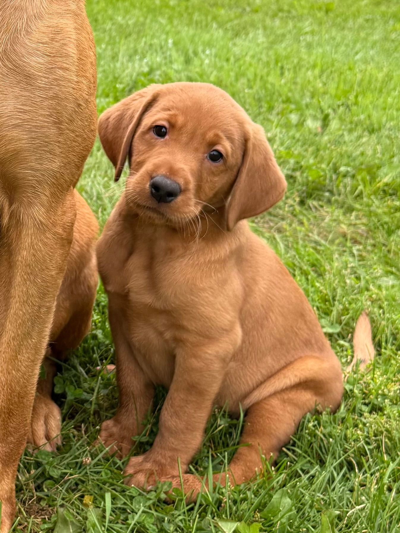 Brown puppy sitting on grass, looking at the camera with a curious expression.