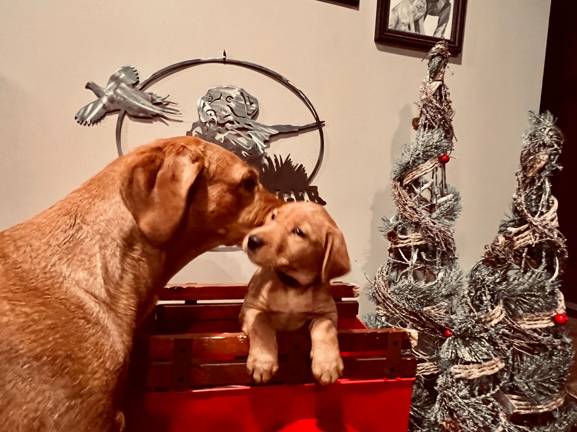 Large dog nuzzles a puppy sitting in a red wagon, with two small decorative Christmas trees.