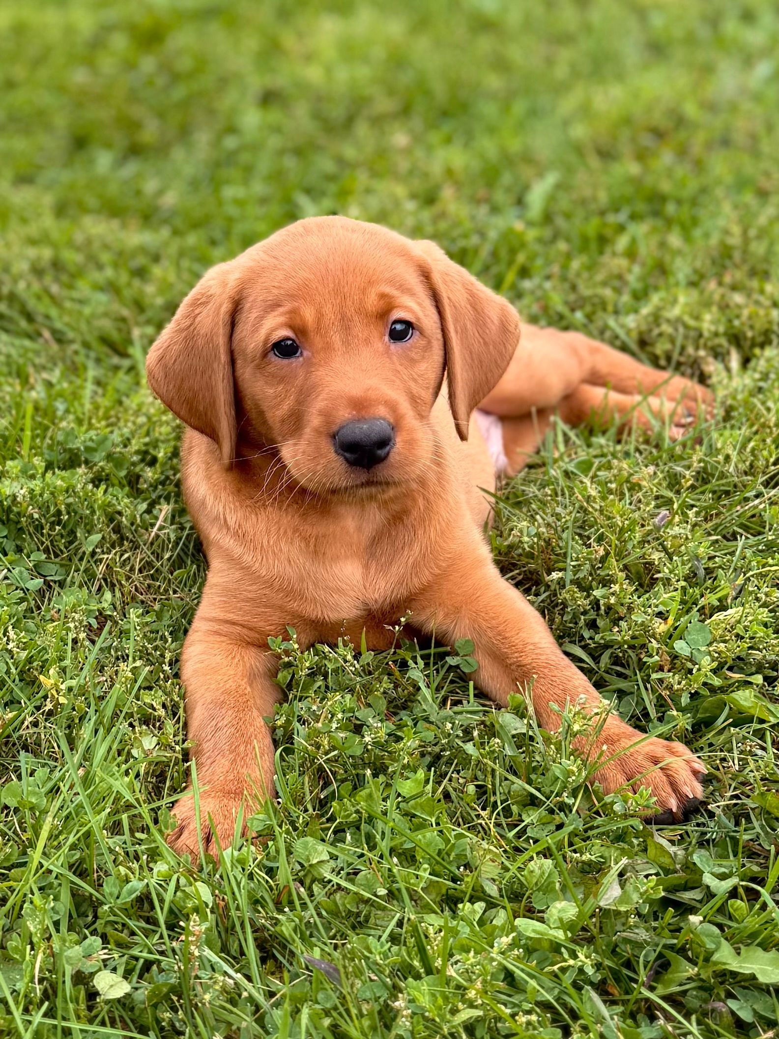 Red puppy laying in green grass, looking at the camera.