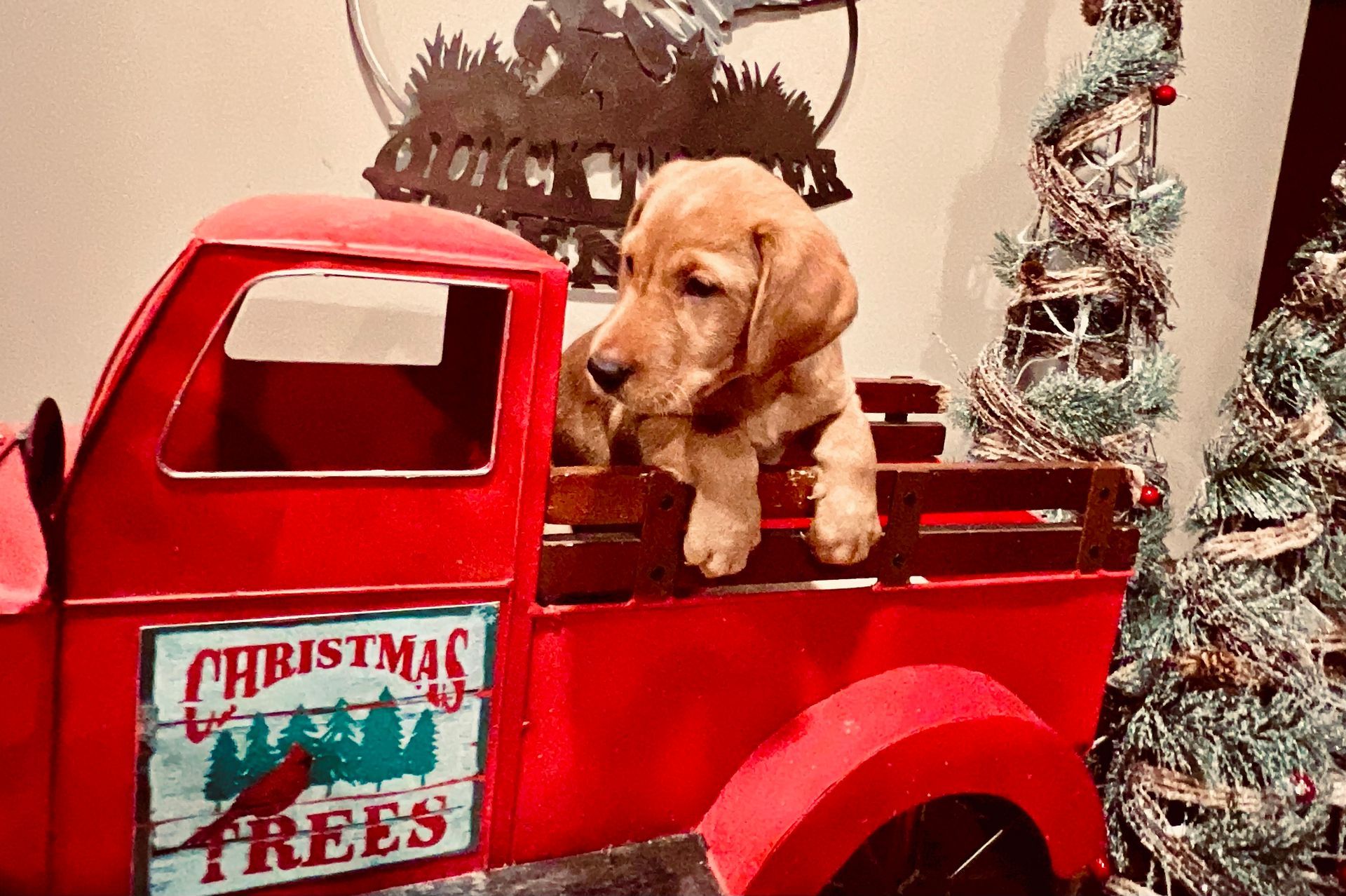 Golden puppy in a red truck bed decorated for Christmas with a sign that reads