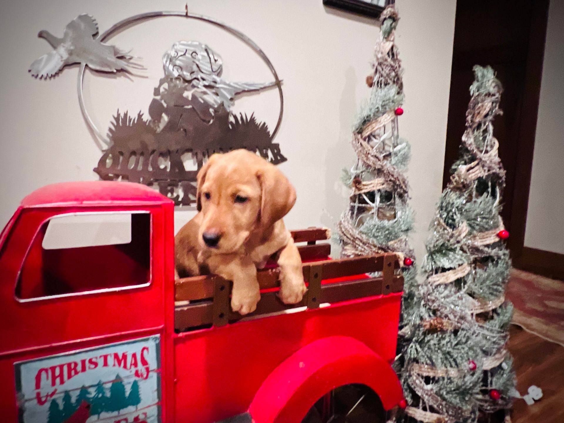 Golden puppy in red toy truck with Christmas decorations.