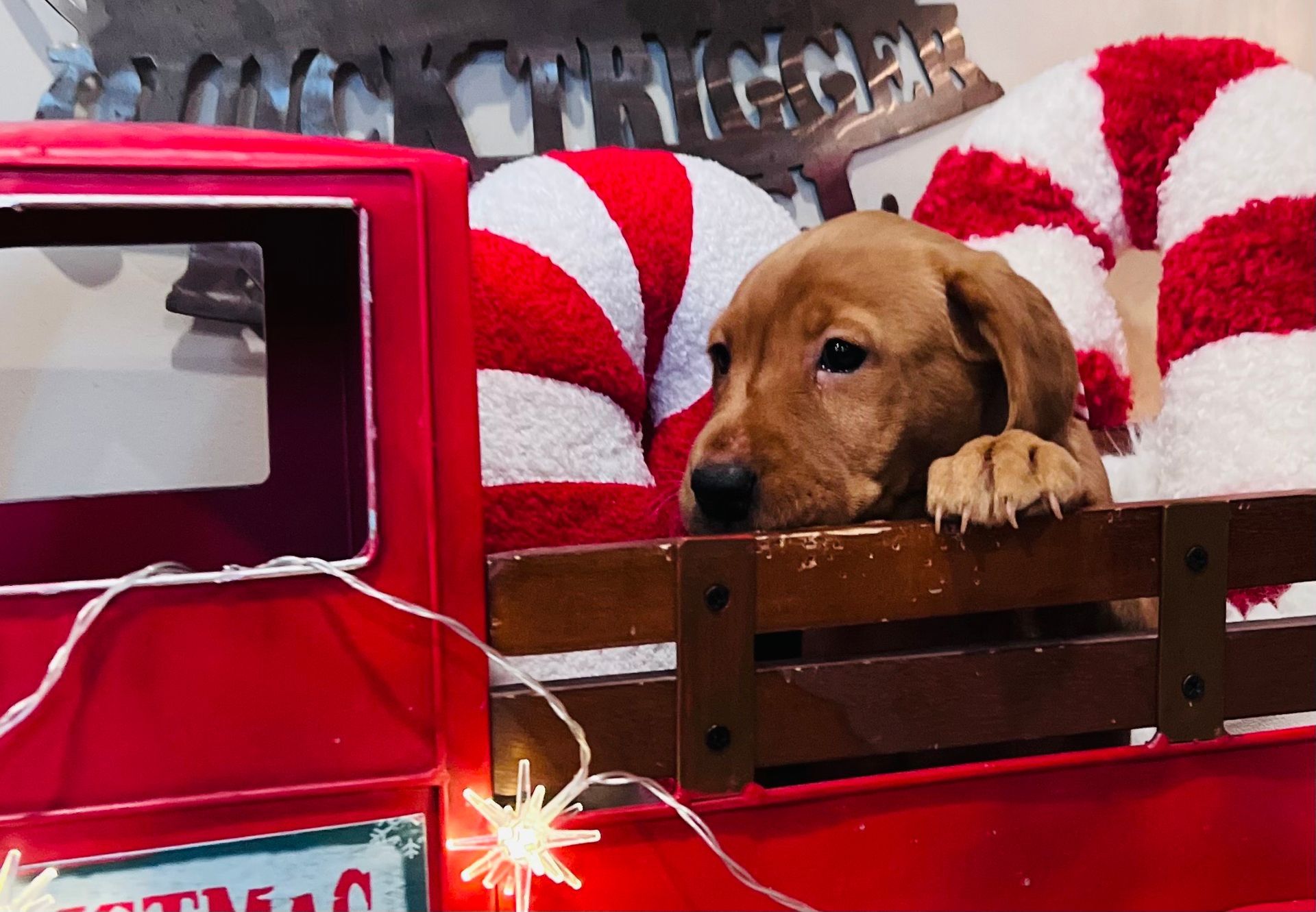 Brown puppy rests in the bed of a red toy truck, next to candy cane decorations.