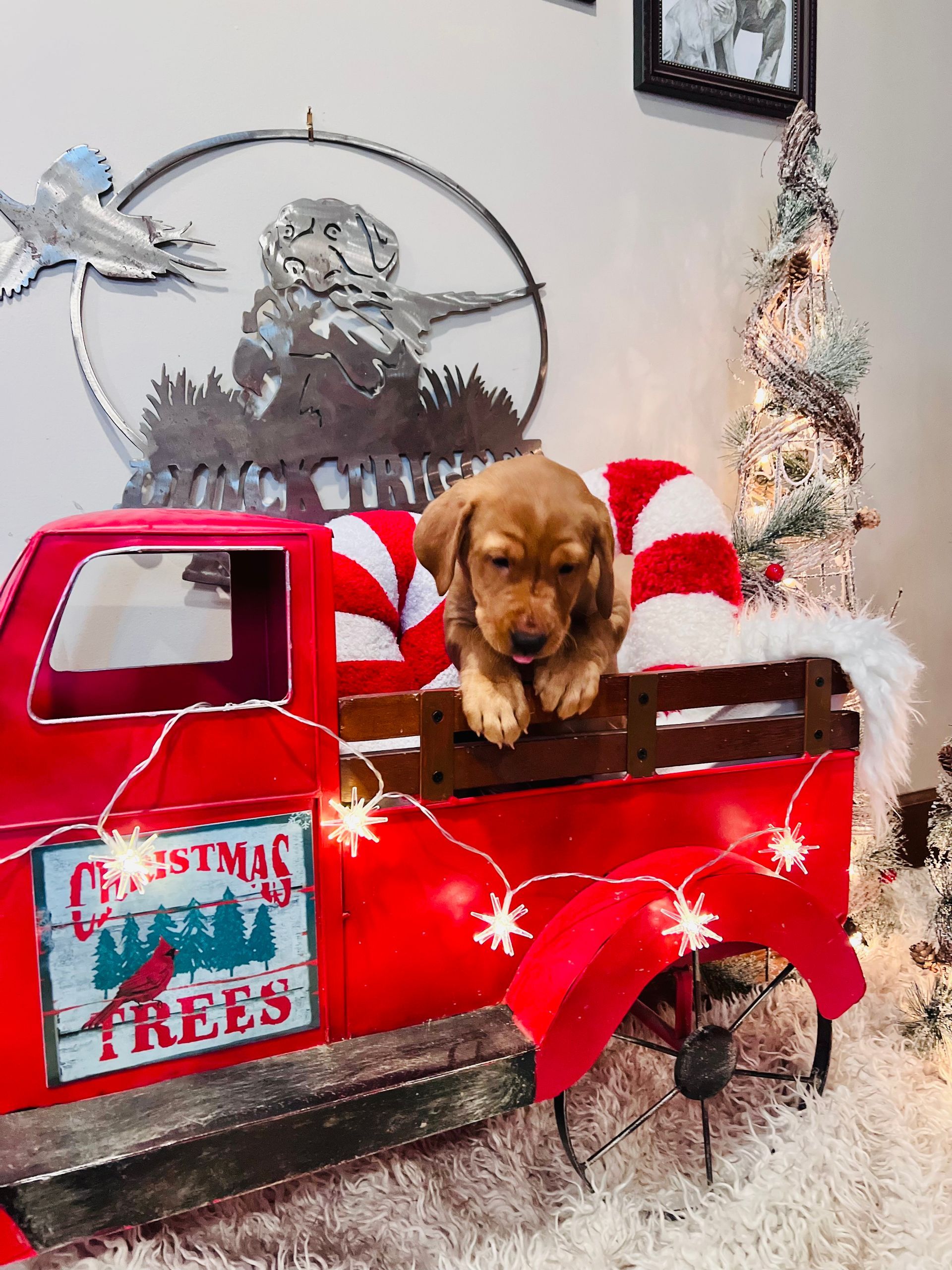 Golden puppy in a red, decorative truck bed with Christmas decor, looking forward.